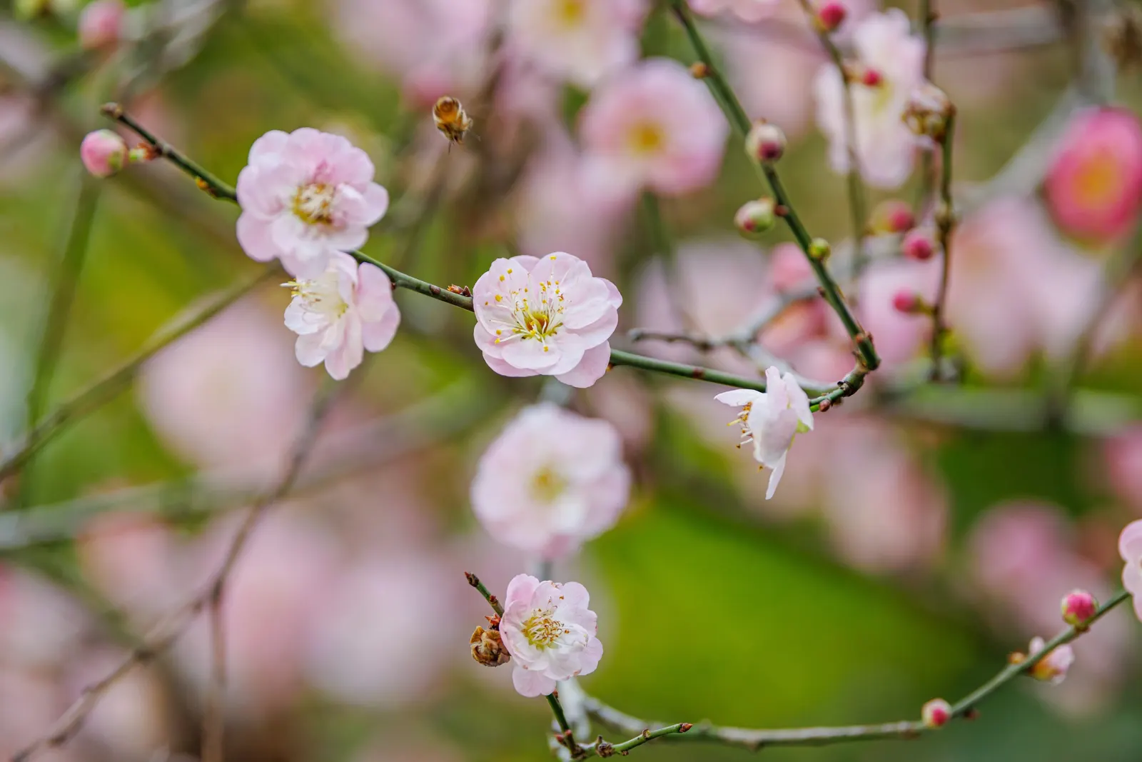 Japanese Apricot (Prunus Mume) — attracting pollinators to the landscape.<br><br>For optimal growth; they sometimes emit a delicate almond scent, image 103