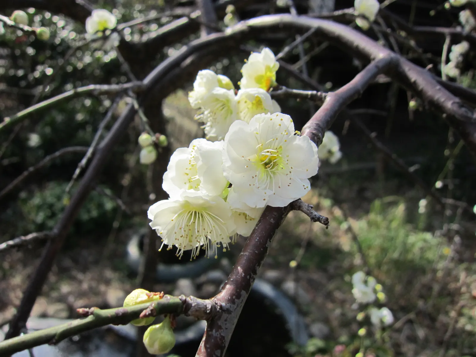 Japanese Apricot (Prunus Mume) — are a draw for the senses; attracting pollinators to the landscape.<br><br>For optimal growth