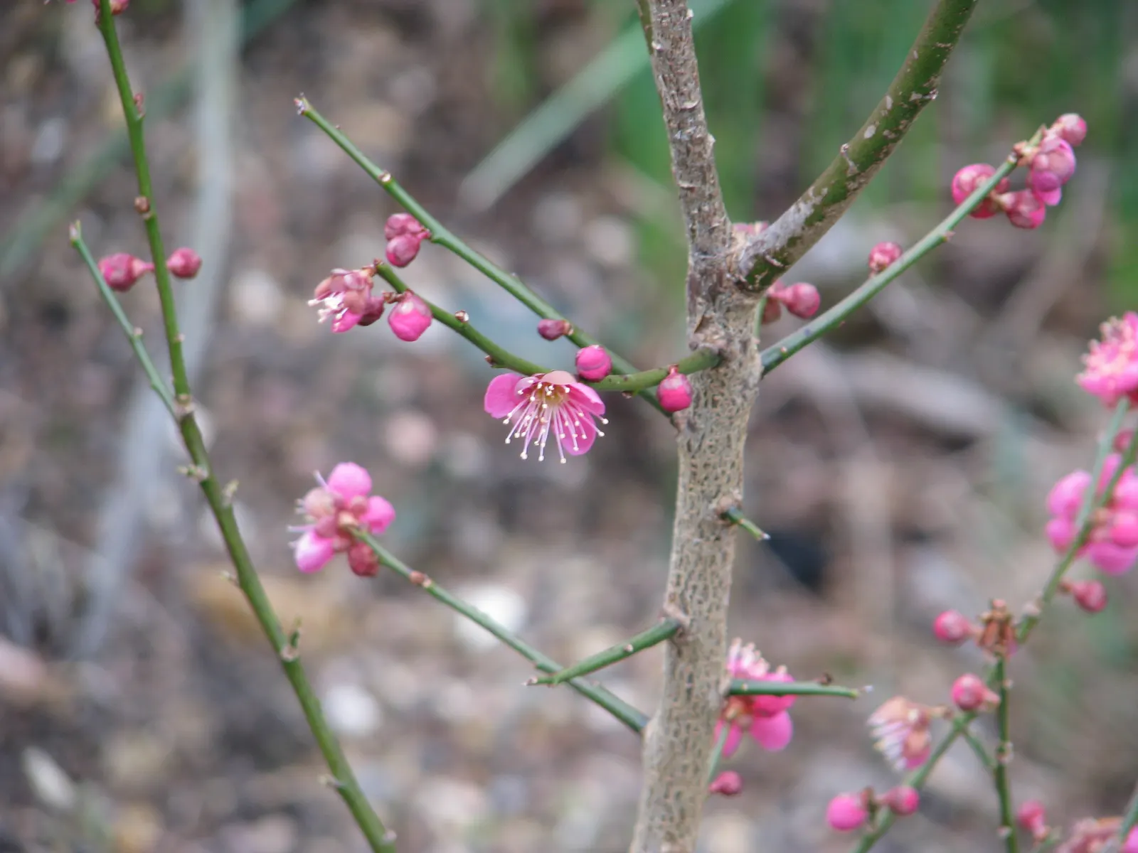 Japanese Apricot (Prunus Mume) — which appear from late winter to early spring before the leaves; the branches display a picturesque form that can, image 55