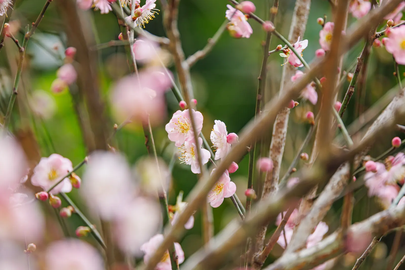 Japanese Apricot (Prunus Mume) — are a draw for the senses