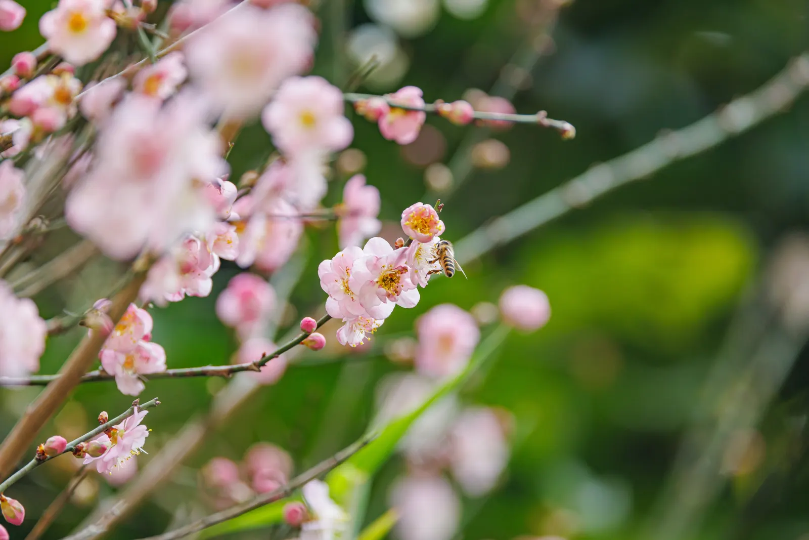Japanese Apricot (Prunus Mume) — The branches display a picturesque form that can be appreciated even in winter's bareness; the deciduous foliage, image 140