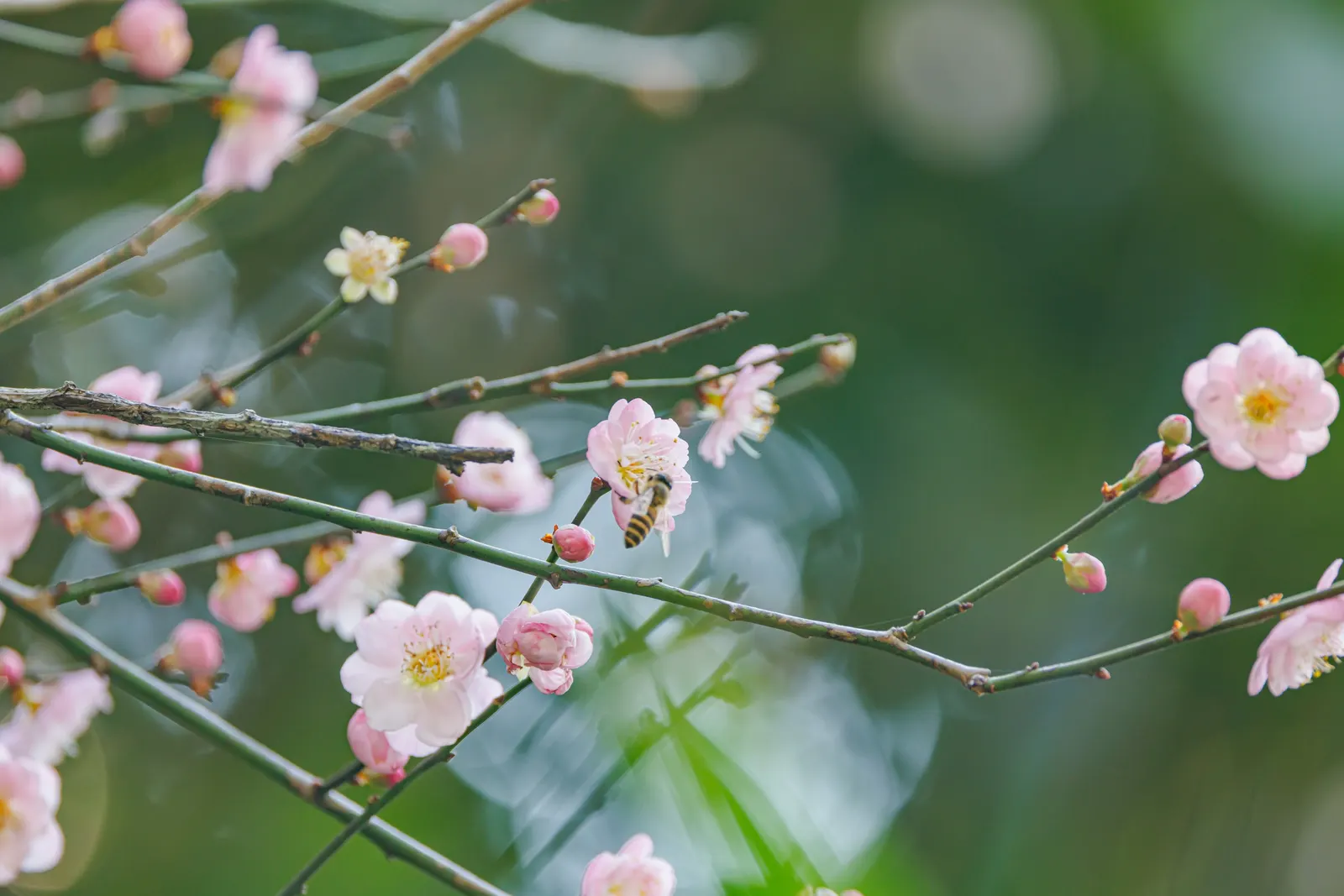 Japanese Apricot (Prunus Mume) — which appear from late winter to early spring before the leaves; the branches display a picturesque form that can, image 143