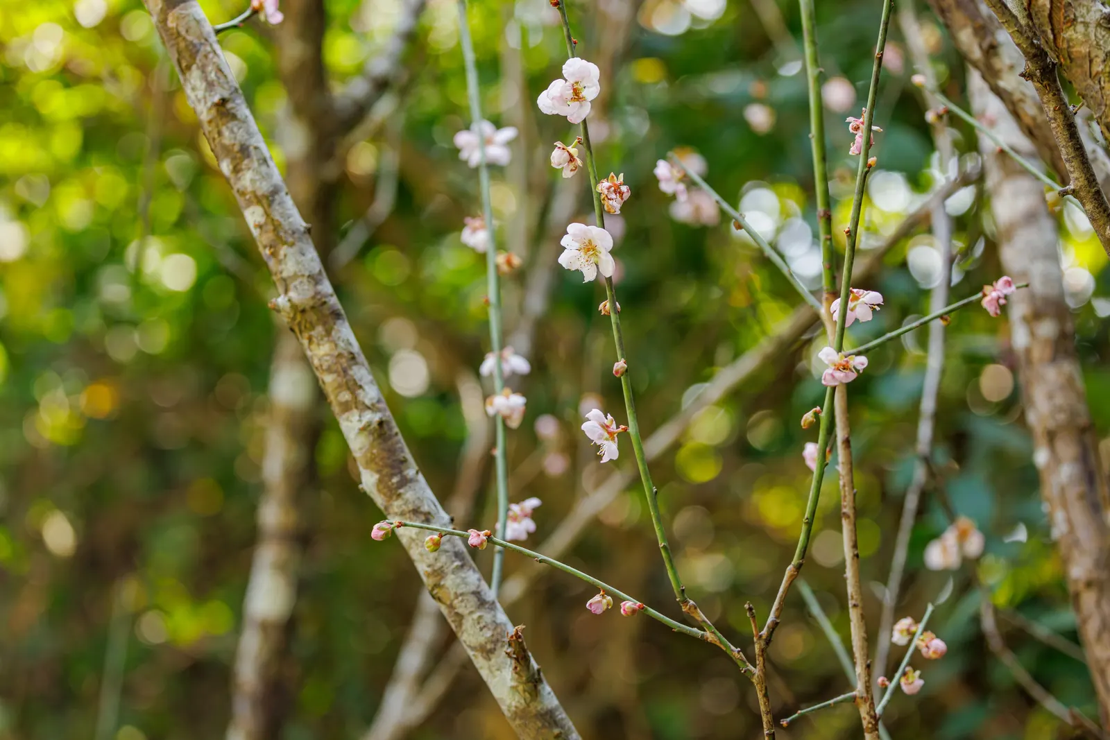 Japanese Apricot (Prunus Mume) — This ornamental tree prefers well-drained soil, full sun to partial shade, and is hardy in USDA zones 6-9; creating a fresh