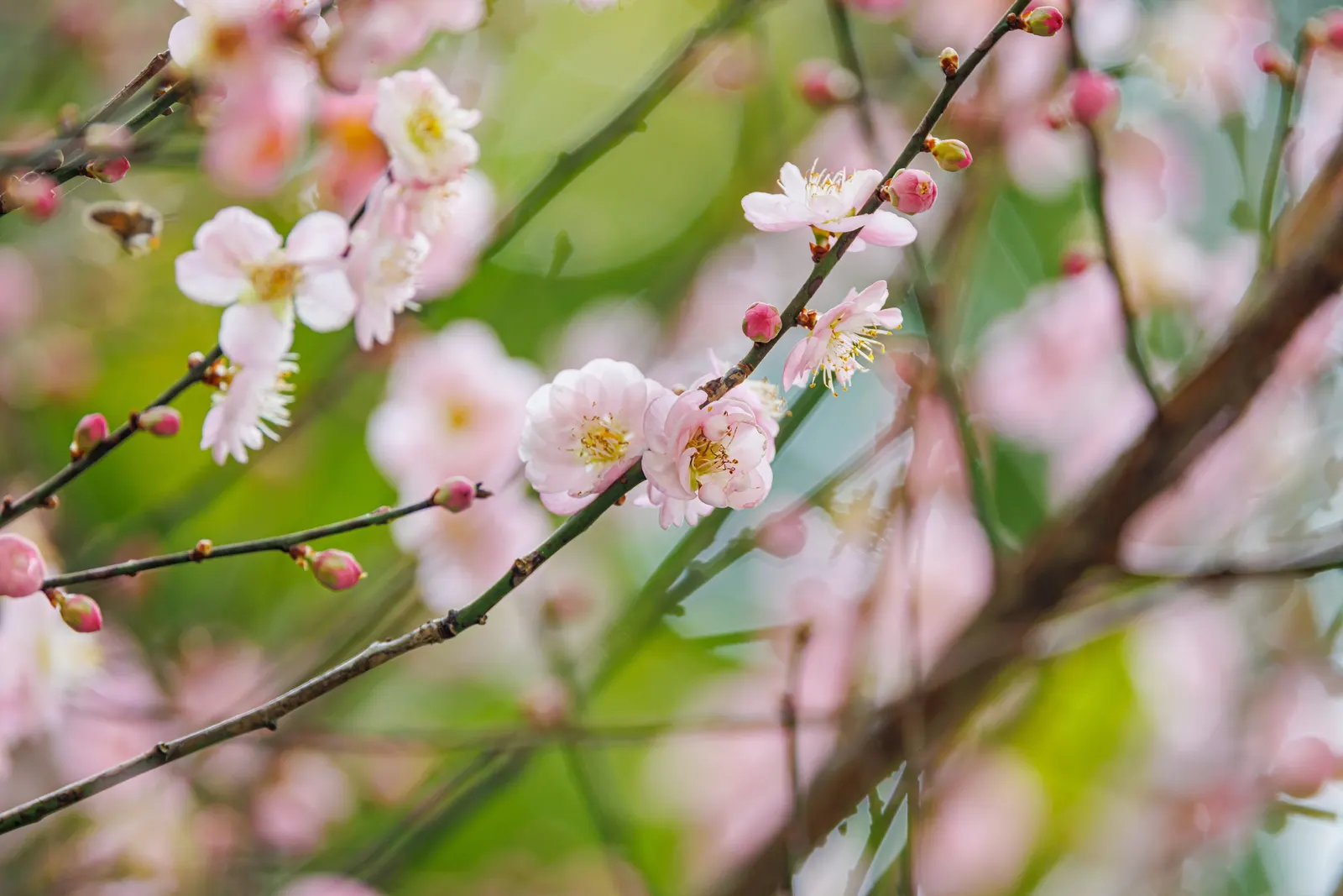 Japanese Apricot (Prunus Mume) — tree with multi-colored and pink and red and white blooms
