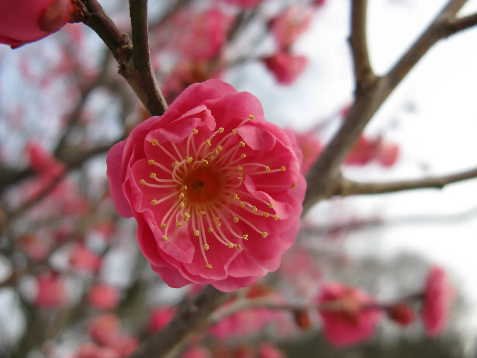 Japanese Apricot (Prunus Mume) — tree with multi-colored and pink and red and white blooms; are a draw for the senses, image 109