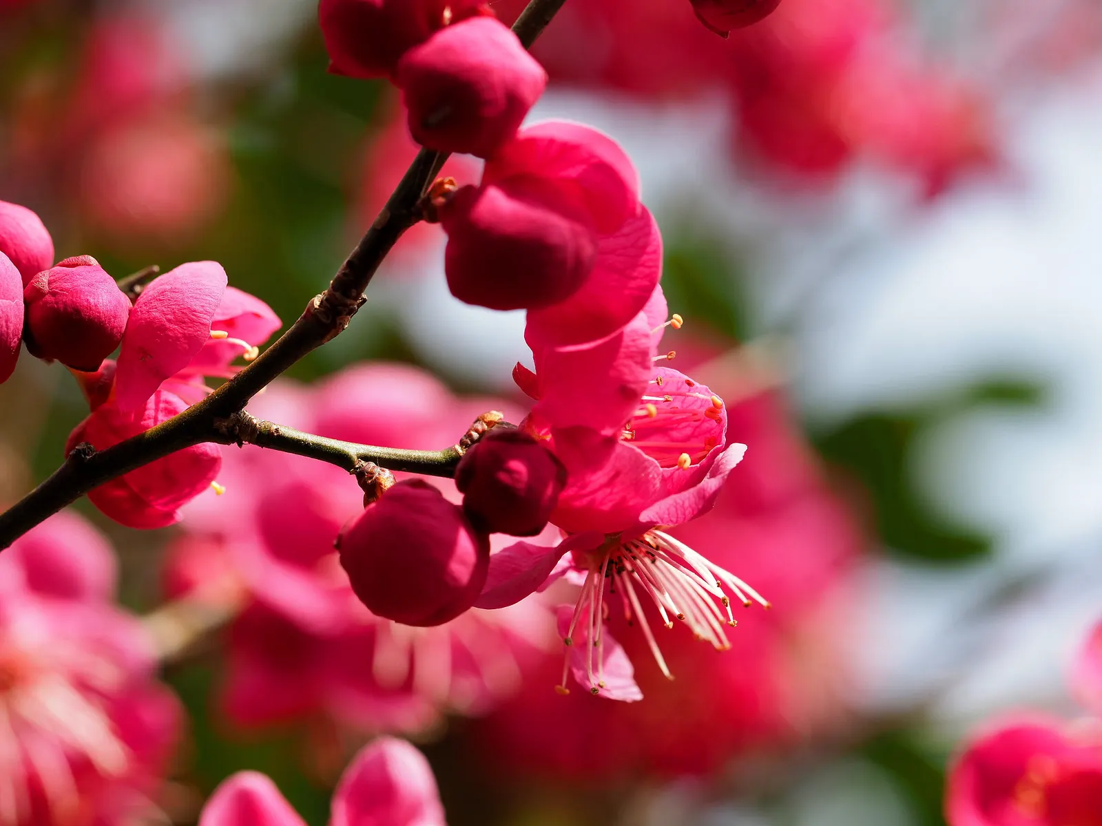 Japanese Apricot (Prunus Mume) — it presents a stunning display of fragrant pink to white flowers; when incorporating Prunus mume in a design