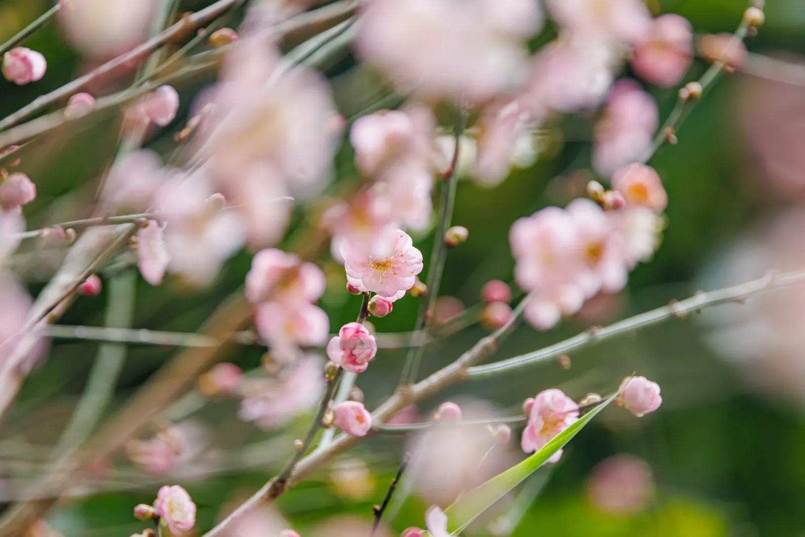 Japanese Apricot (Prunus Mume) — are a draw for the senses; attracting pollinators to the landscape.<br><br>For optimal growth, image 78