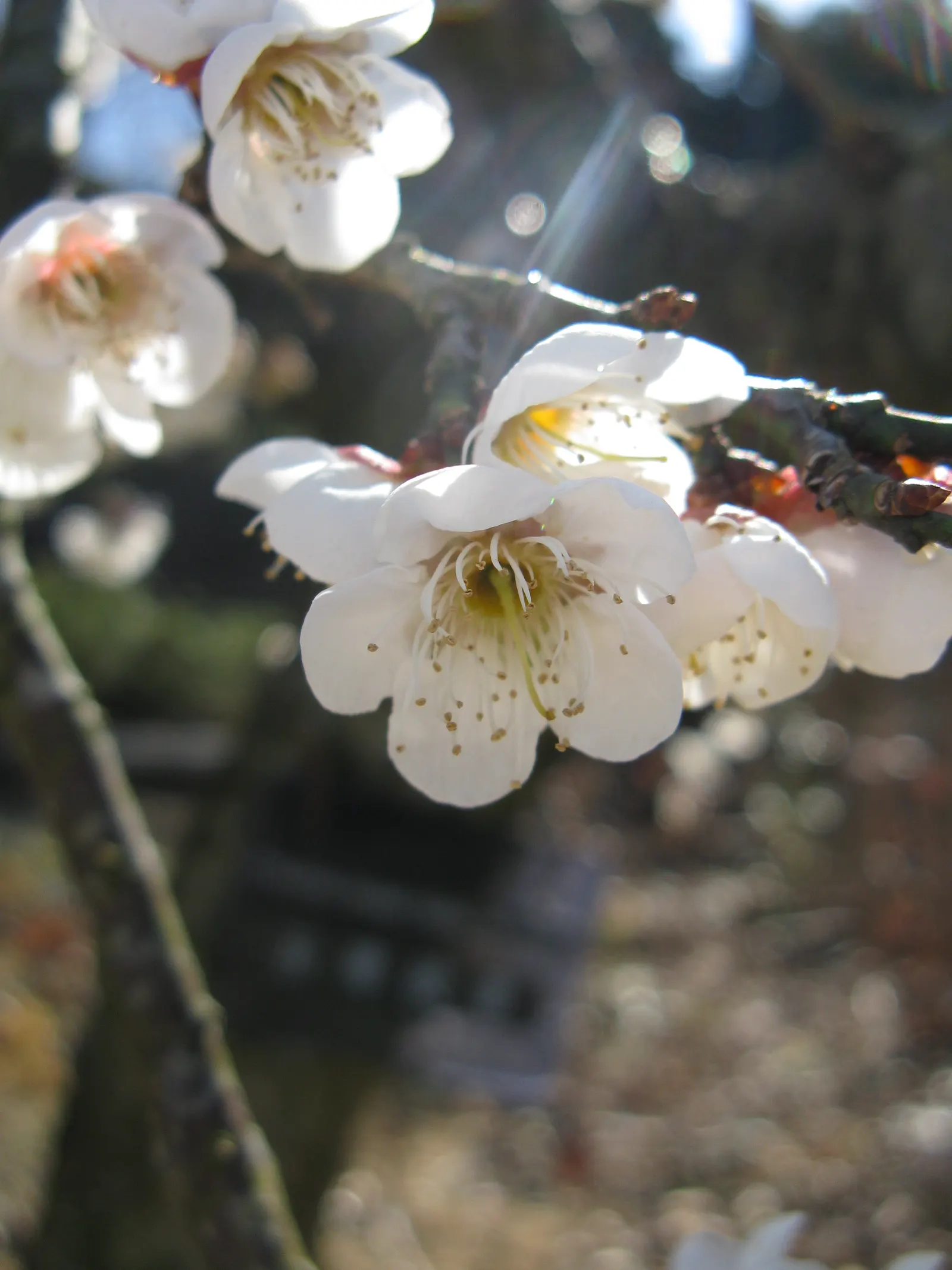Japanese Apricot (Prunus Mume) — The deciduous foliage emerges a vibrant green; hardy in USDA zones 6 through 9, image 97