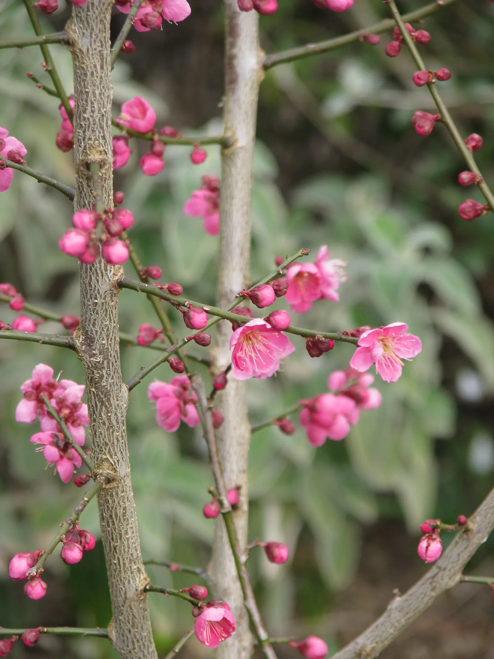 Japanese Apricot (Prunus Mume) — Prunus mume, or Japanese Apricot, is a deciduous tree cherished for its early spring blooms; each 0.75-1 inch in, image 67