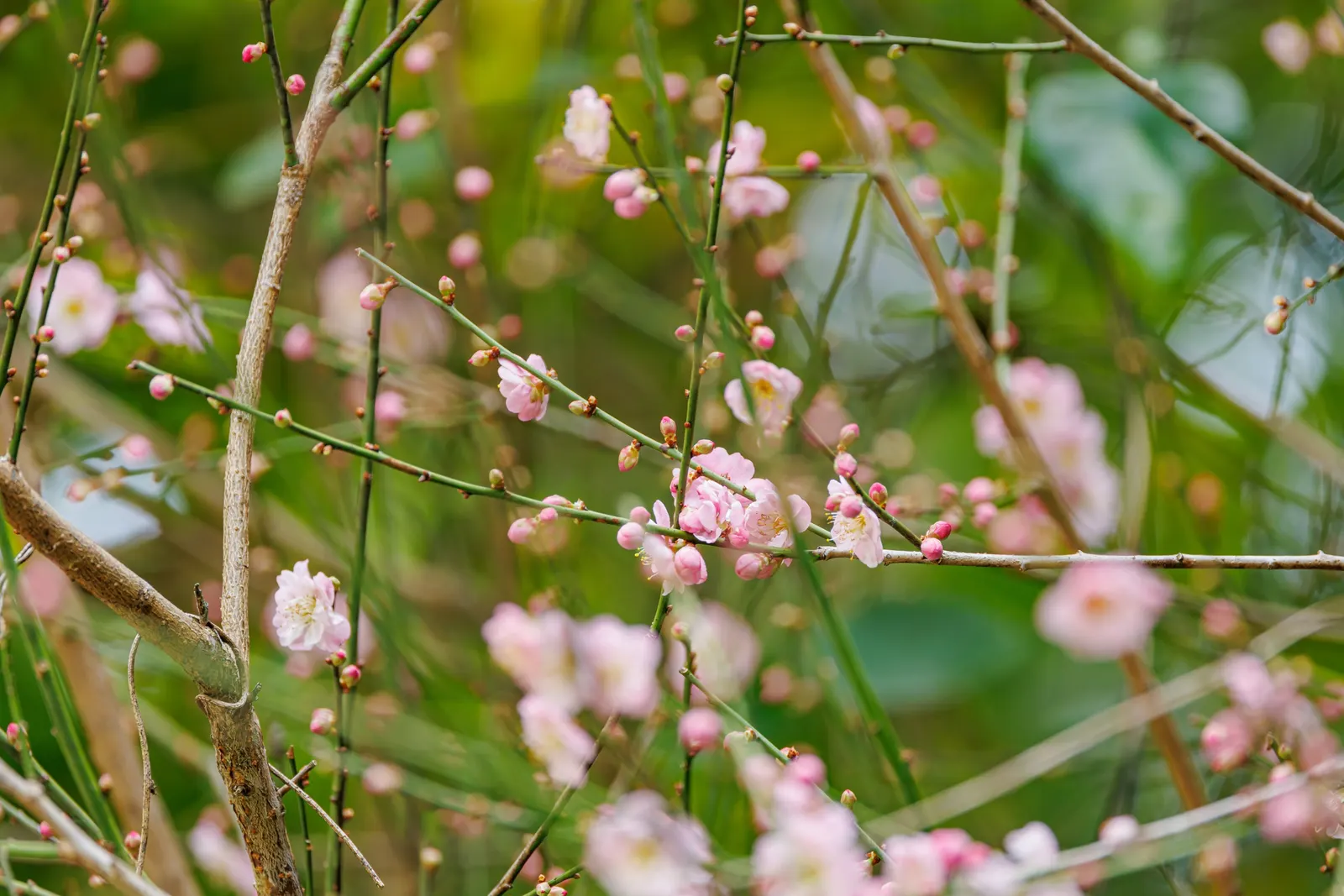 Japanese Apricot (Prunus Mume) — They sometimes emit a delicate almond scent; hailing from the family Rosaceae, image 124