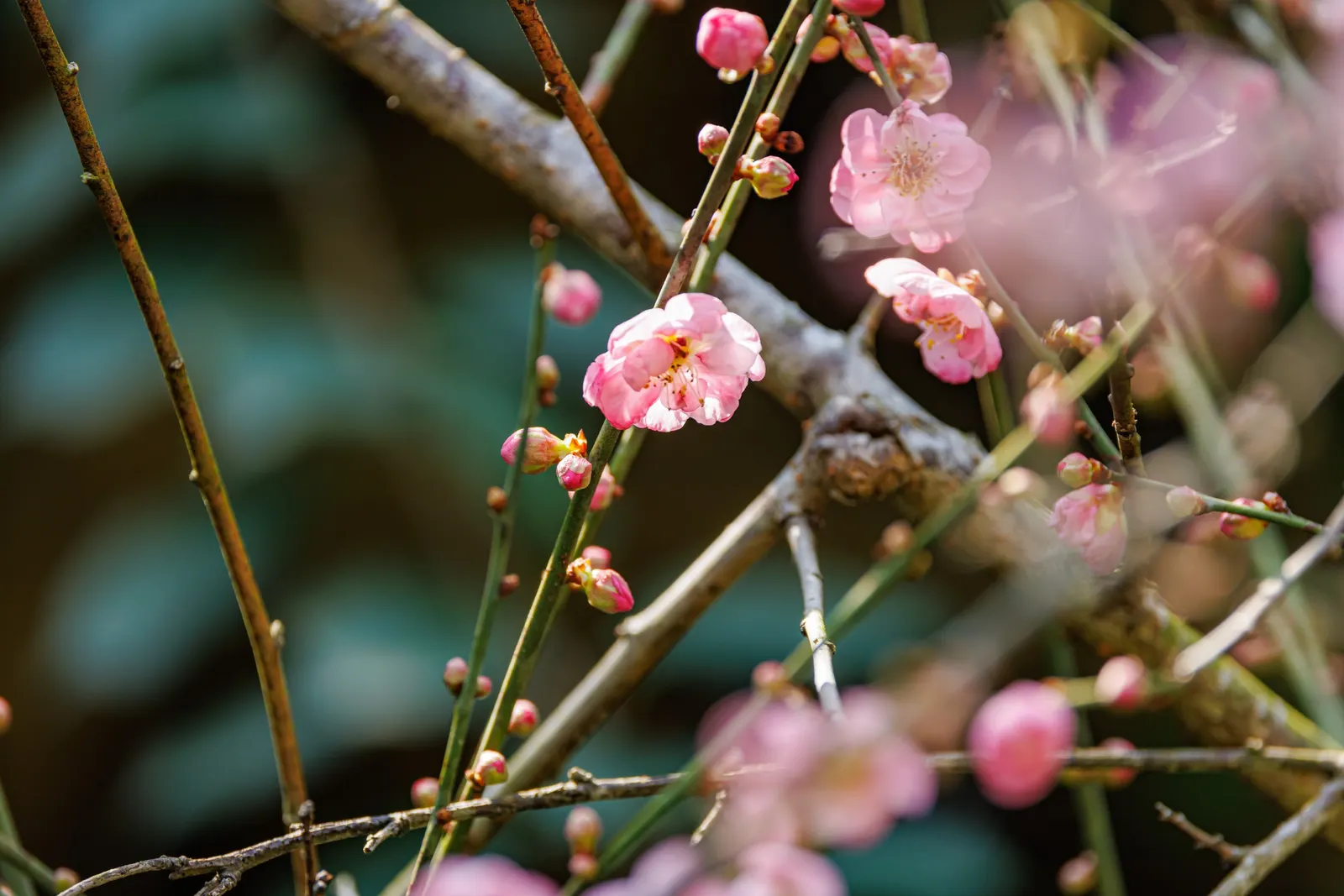 Japanese Apricot (Prunus Mume) — which appear from late winter to early spring before the leaves; the branches display a picturesque form that can, image 121