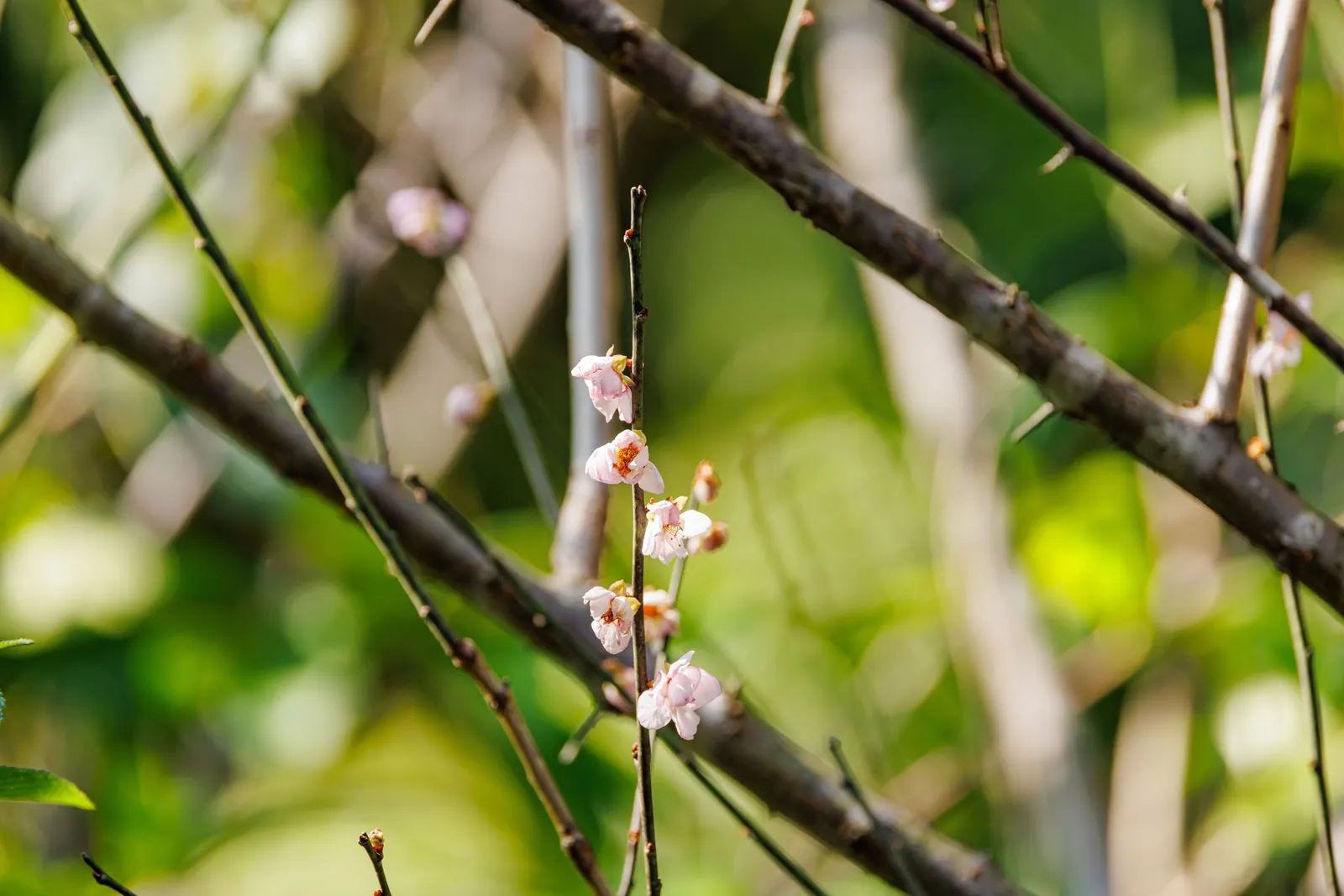 Japanese Apricot (Prunus Mume) — Typically reaching 15-20 feet high; which appear from late winter to early spring before the leaves