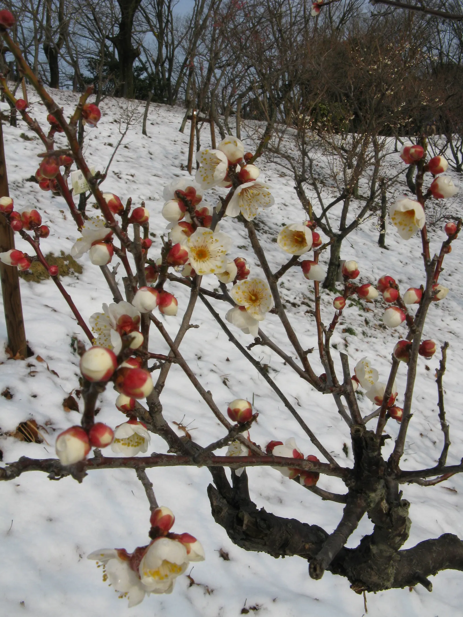 Japanese Apricot (Prunus Mume) — Hailing from the family Rosaceae; typically reaching 15-20 feet high, image 73