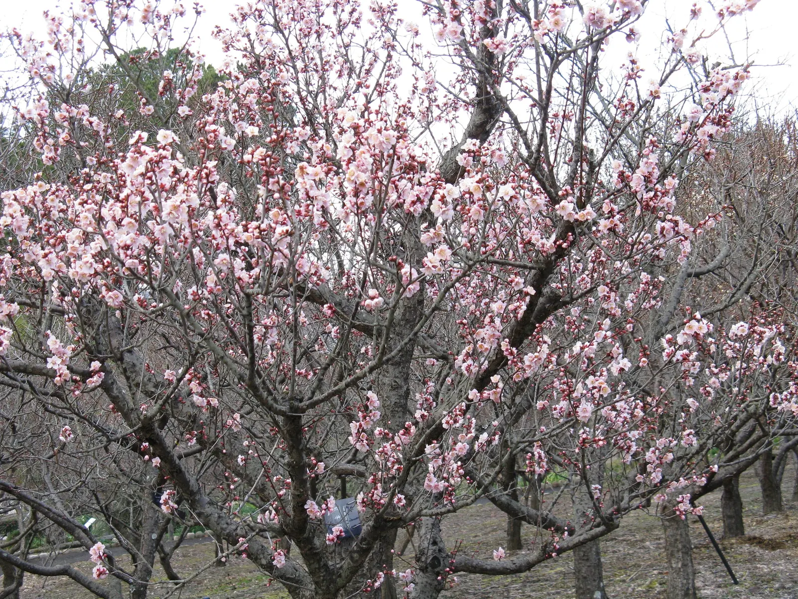 Japanese Apricot (Prunus Mume) — When incorporating Prunus mume in a design; typically measuring around 1 inch in diameter, the blossoms present in shades from