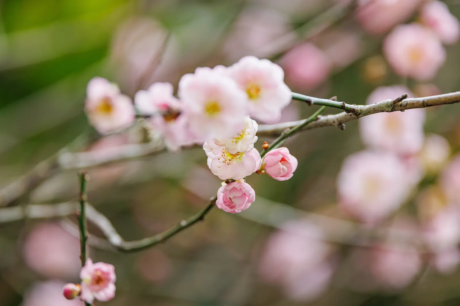 Japanese Apricot (Prunus Mume) — each 0.75-1 inch in diameter; it presents a stunning display of fragrant pink to white flowers, image 70