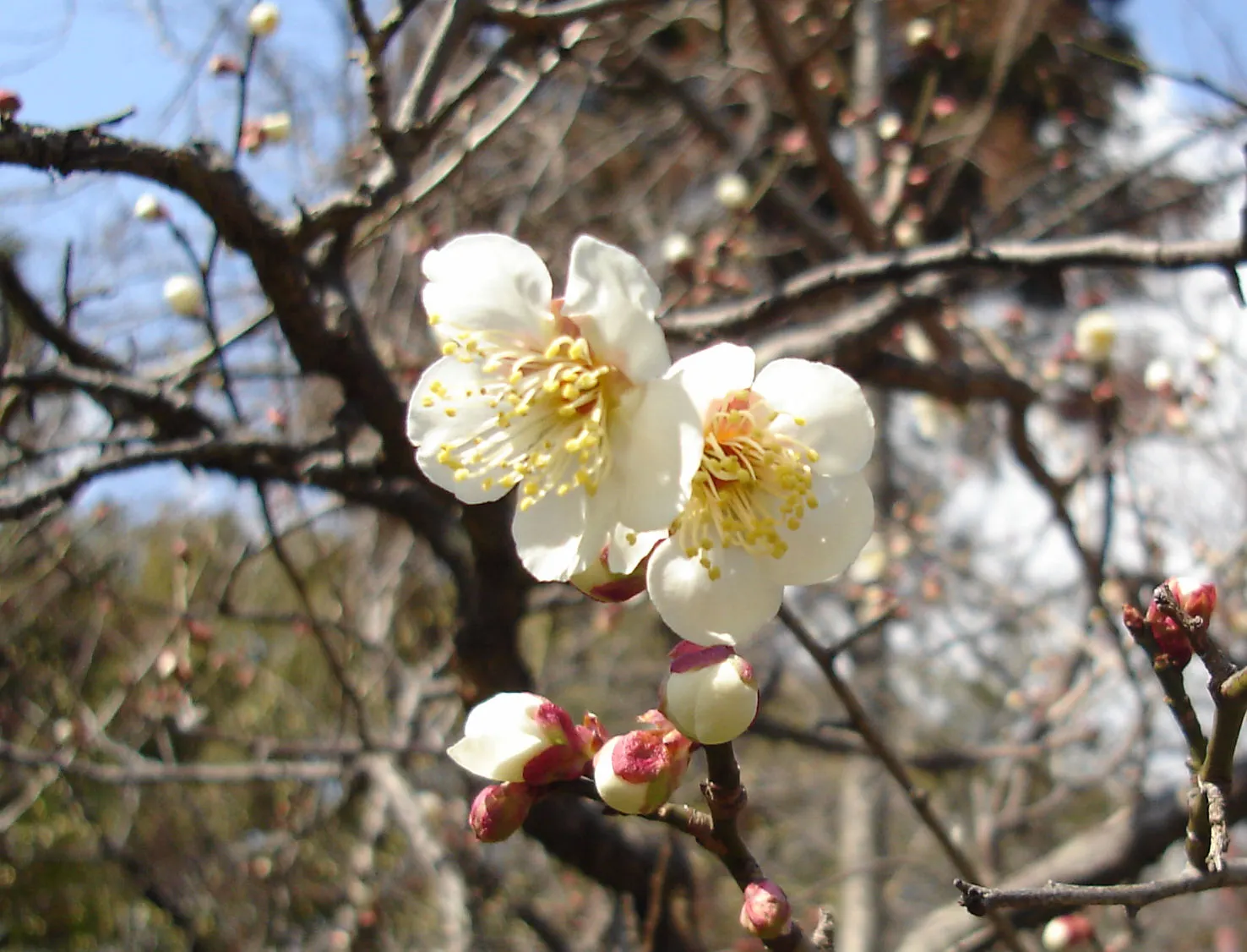 Japanese Apricot (Prunus Mume) — which appear from late winter to early spring before the leaves