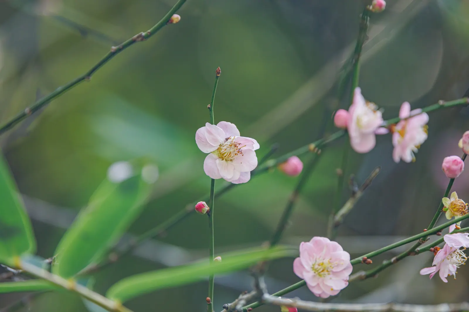 Japanese Apricot (Prunus Mume) — The deciduous foliage emerges a vibrant green