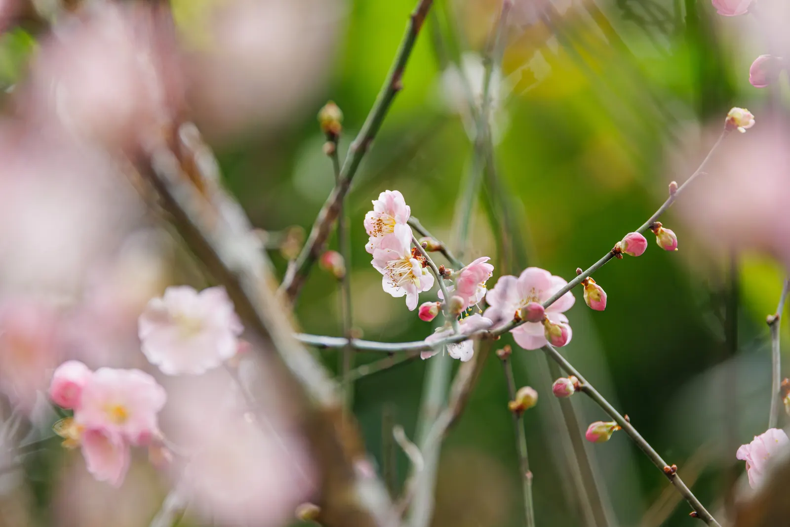 Japanese Apricot (Prunus Mume) — It may yield yellow-red edible fruit about 1-2 inches wide after flowering; reducing the risk of disease, image 72