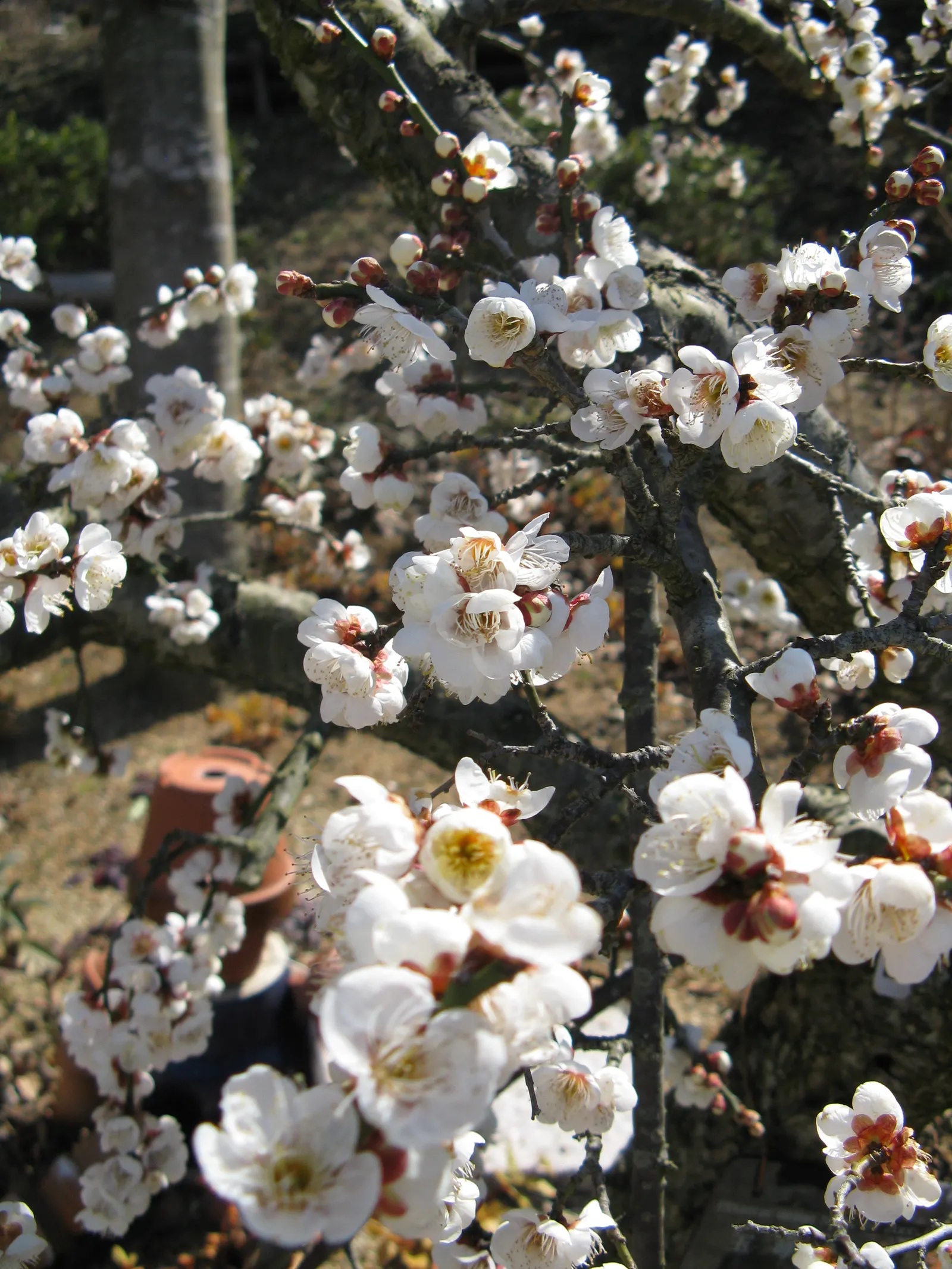 Japanese Apricot (Prunus Mume) — The deciduous foliage emerges a vibrant green; hardy in USDA zones 6 through 9, image 75