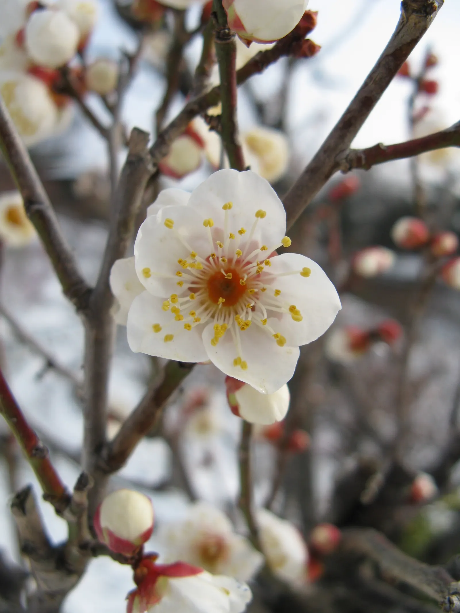 Japanese Apricot (Prunus Mume) — it presents a stunning display of fragrant pink to white flowers; when incorporating Prunus mume in a design, image 91