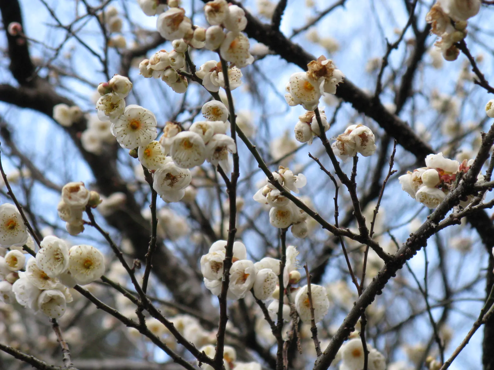 Japanese Apricot (Prunus Mume) — The branches display a picturesque form that can be appreciated even in winter's bareness; the deciduous foliage, image 96