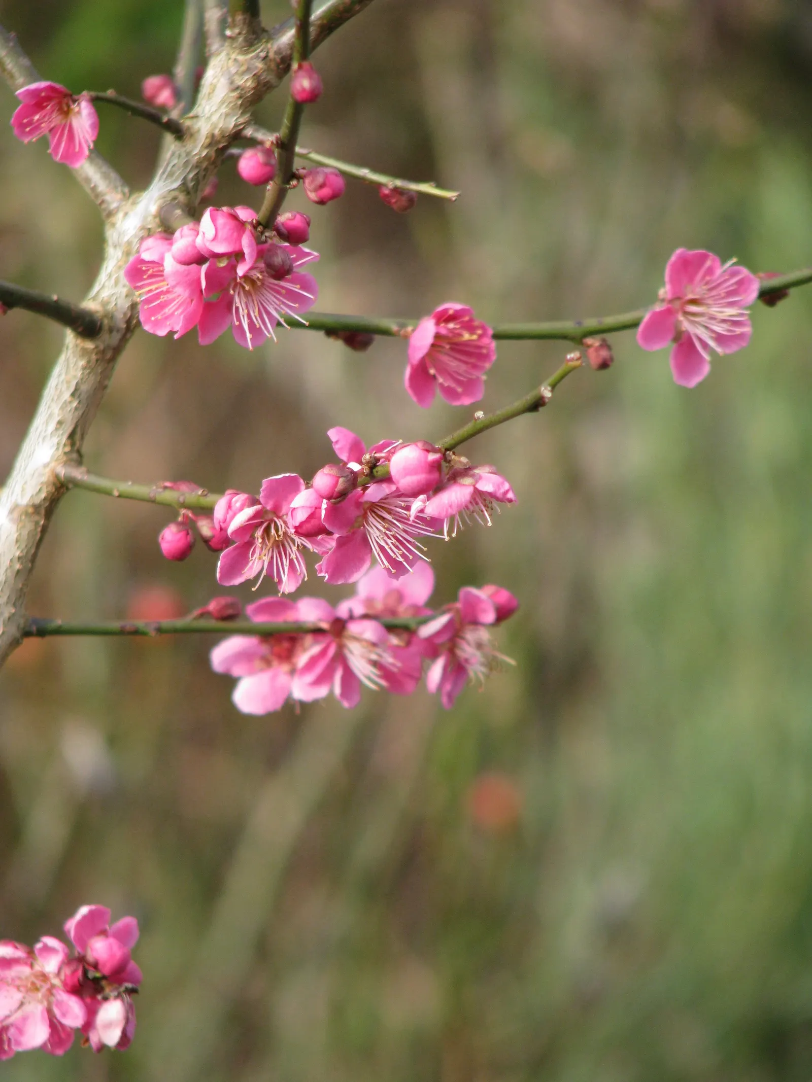 Japanese Apricot (Prunus Mume) — creating a fresh backdrop for other plantings.<br><br>Its flowers; prunus mume, or Japanese Apricot, is a, image 120