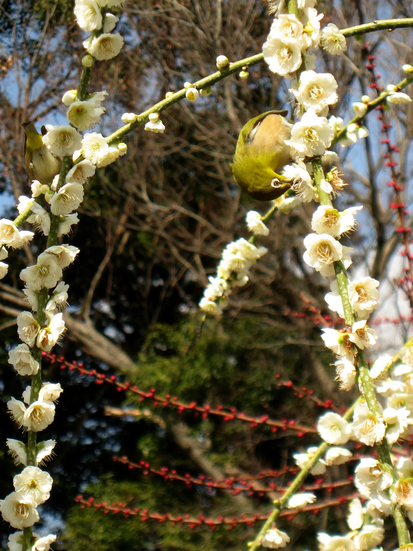 Japanese Apricot (Prunus Mume) — Typically measuring around 1 inch in diameter, the blossoms present in shades from white to deep pink; tree for, image 57