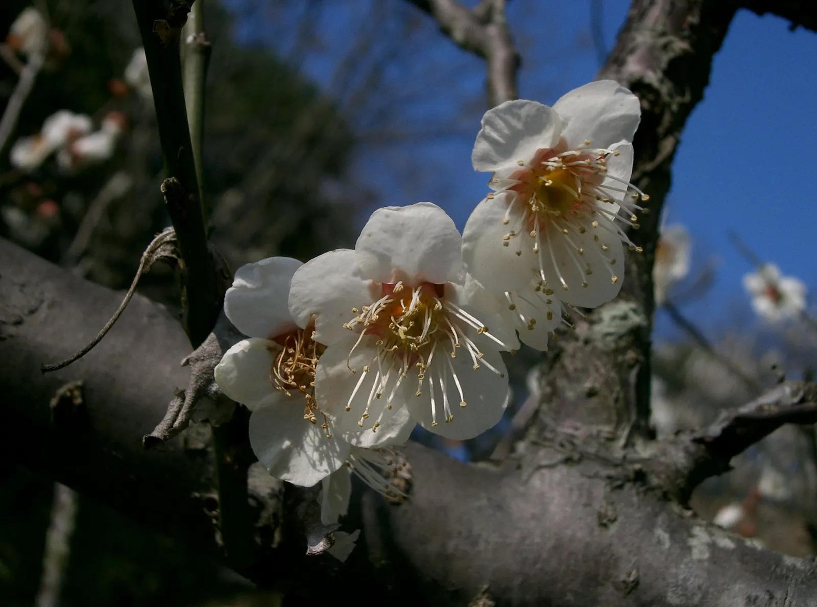 Japanese Apricot (Prunus Mume) — Typically reaching 15-20 feet high; which appear from late winter to early spring before the leaves, image 134