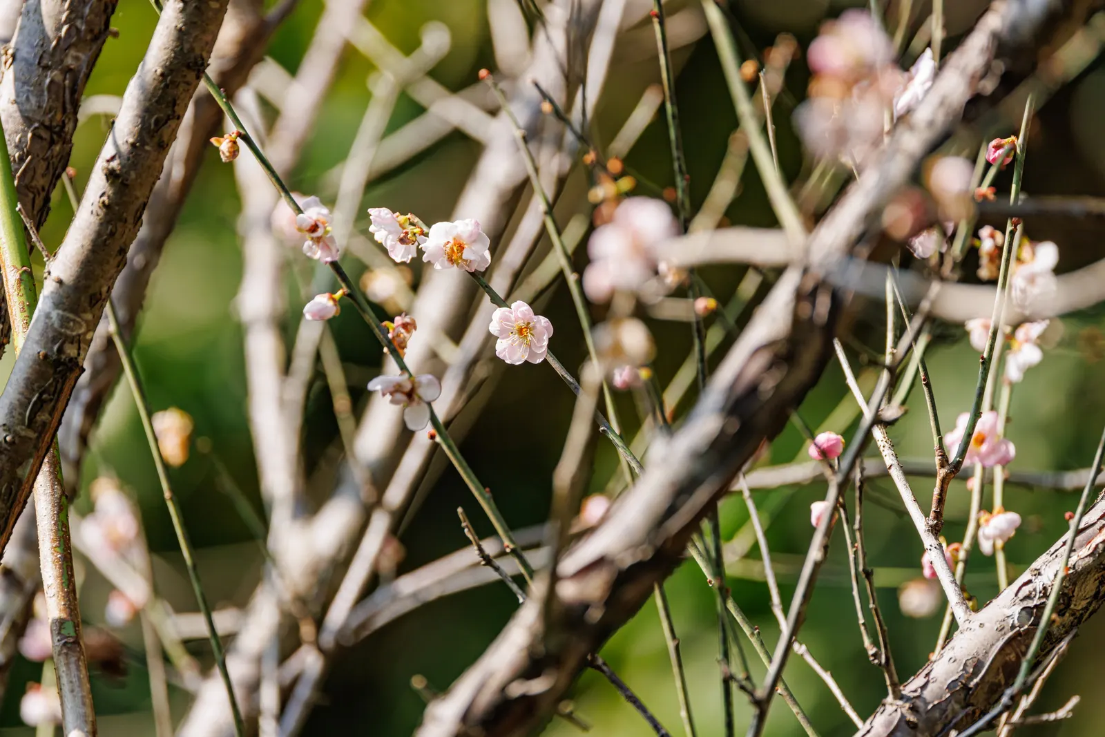 Japanese Apricot (Prunus Mume) — The deciduous foliage emerges a vibrant green; hardy in USDA zones 6 through 9