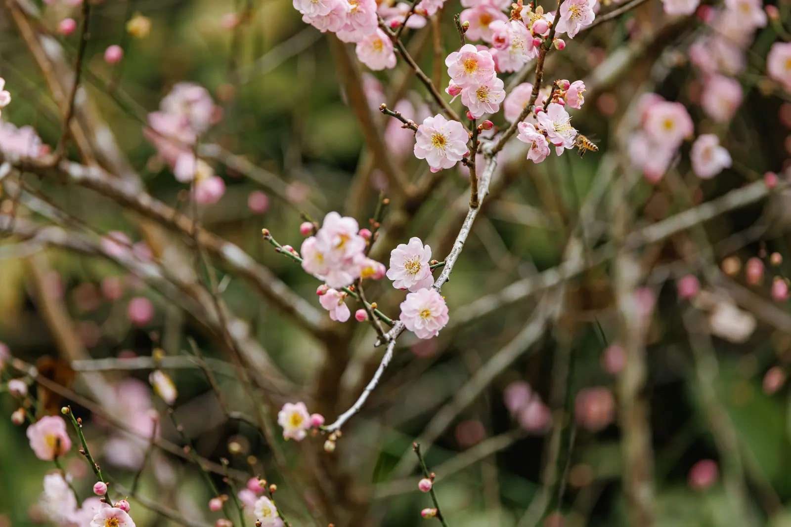 Japanese Apricot (Prunus Mume) — reducing the risk of disease; it may yield yellow-red edible fruit about 1-2 inches wide after flowering, image 127