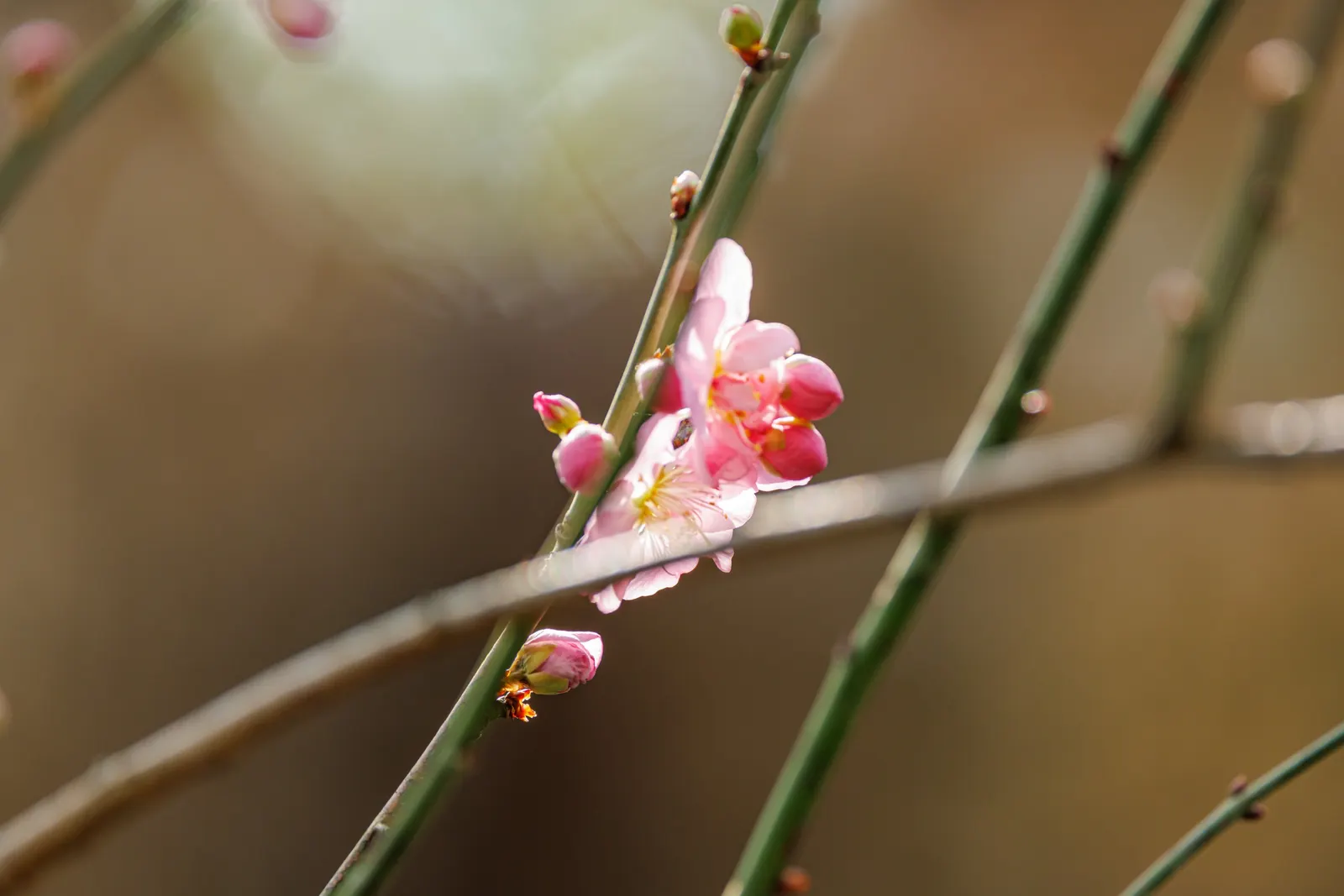 Japanese Apricot (Prunus Mume) — it presents a stunning display of fragrant pink to white flowers