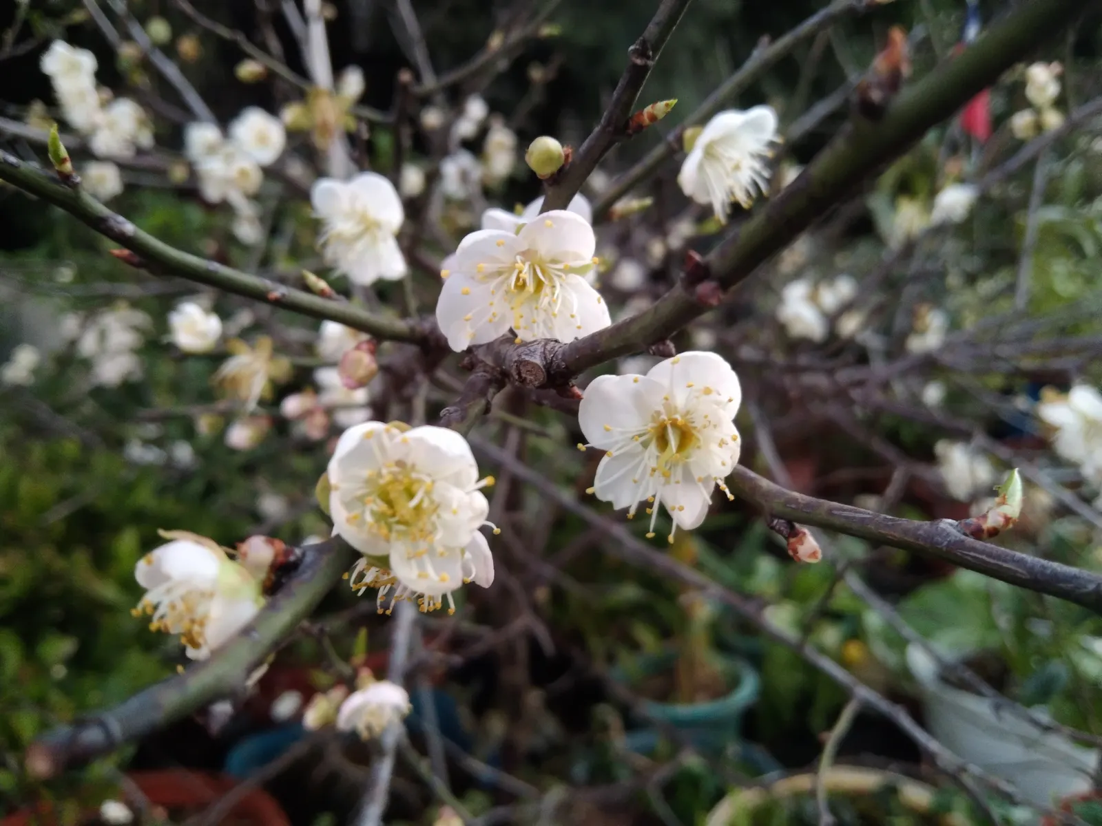Japanese Apricot (Prunus Mume) — it presents a stunning display of fragrant pink to white flowers; when incorporating Prunus mume in a design, image 47