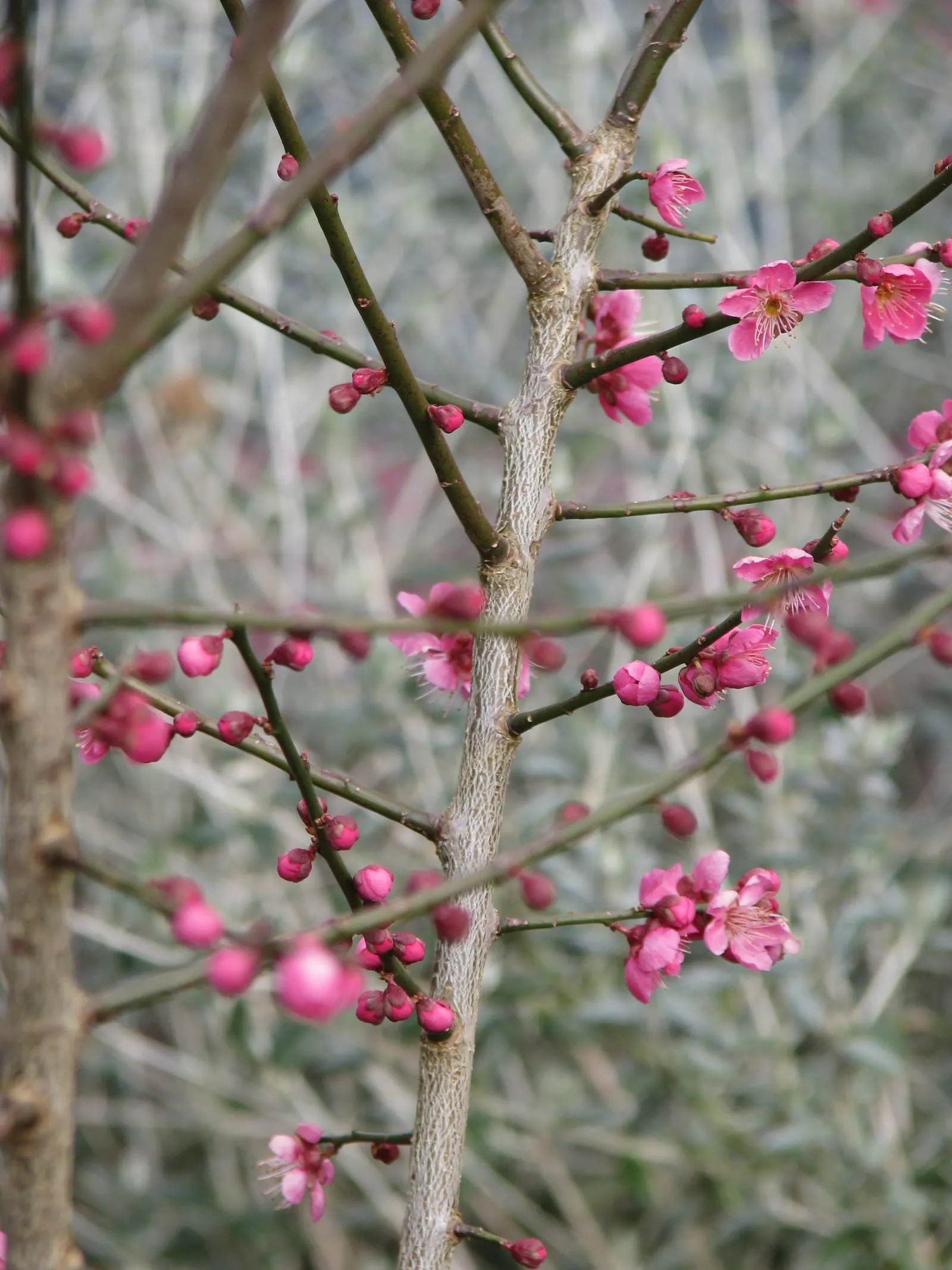 Japanese Apricot (Prunus Mume) — Typically reaching 15-20 feet high; which appear from late winter to early spring before the leaves, image 46