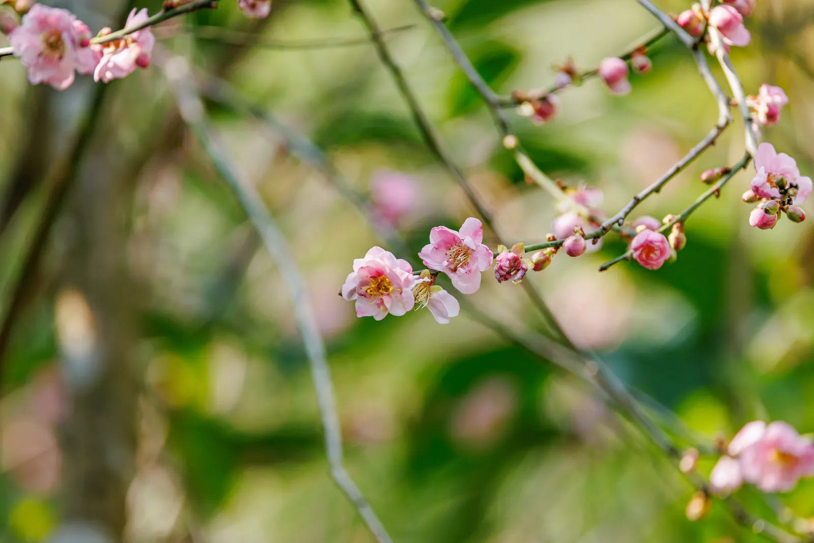 Japanese Apricot (Prunus Mume) — The branches display a picturesque form that can be appreciated even in winter's bareness; the deciduous foliage, image 52