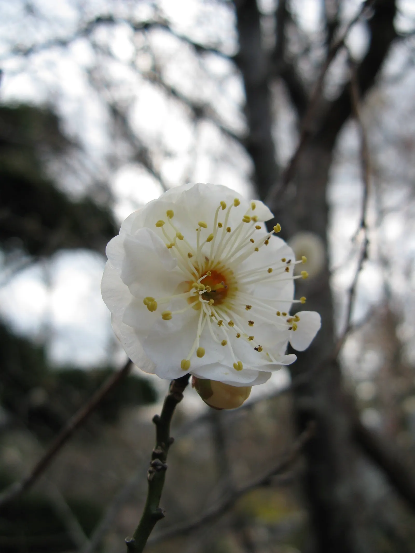 Japanese Apricot (Prunus Mume) — reducing the risk of disease; it may yield yellow-red edible fruit about 1-2 inches wide after flowering, image 61