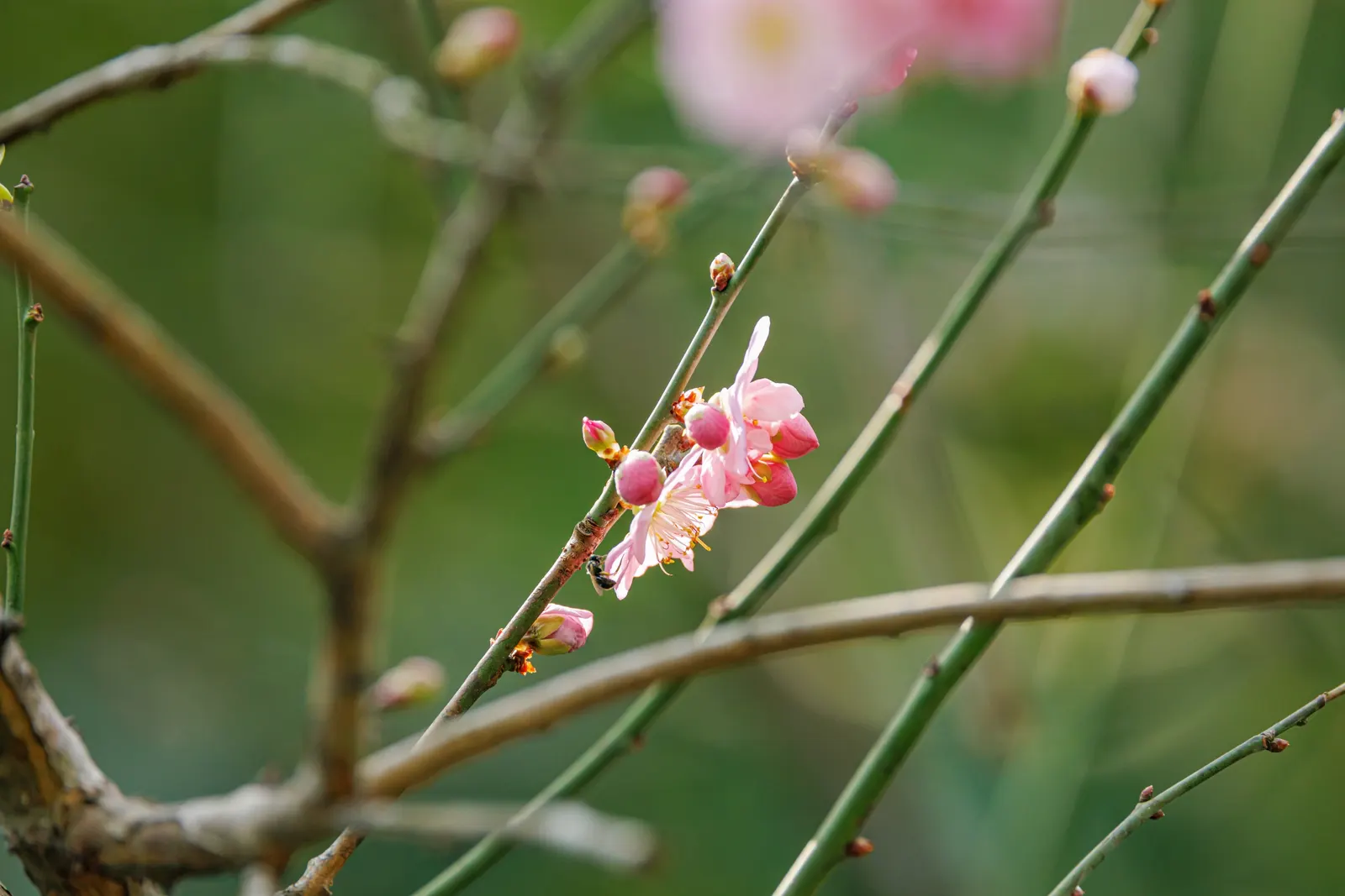 Japanese Apricot (Prunus Mume) — are a draw for the senses; attracting pollinators to the landscape.<br><br>For optimal growth, image 100