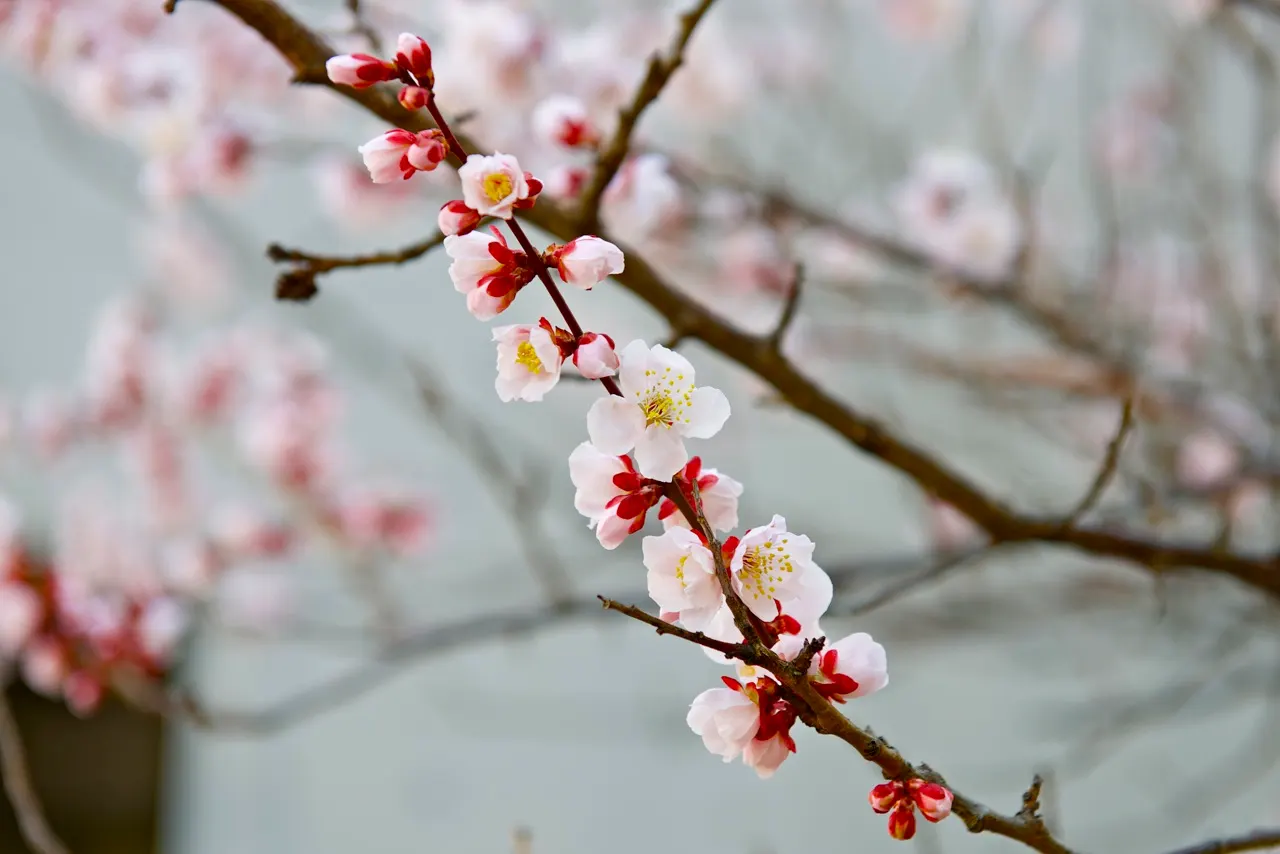 Japanese Apricot (Prunus Mume) — Hardy in USDA zones 6 through 9; tree with multi-colored and pink and red and white blooms