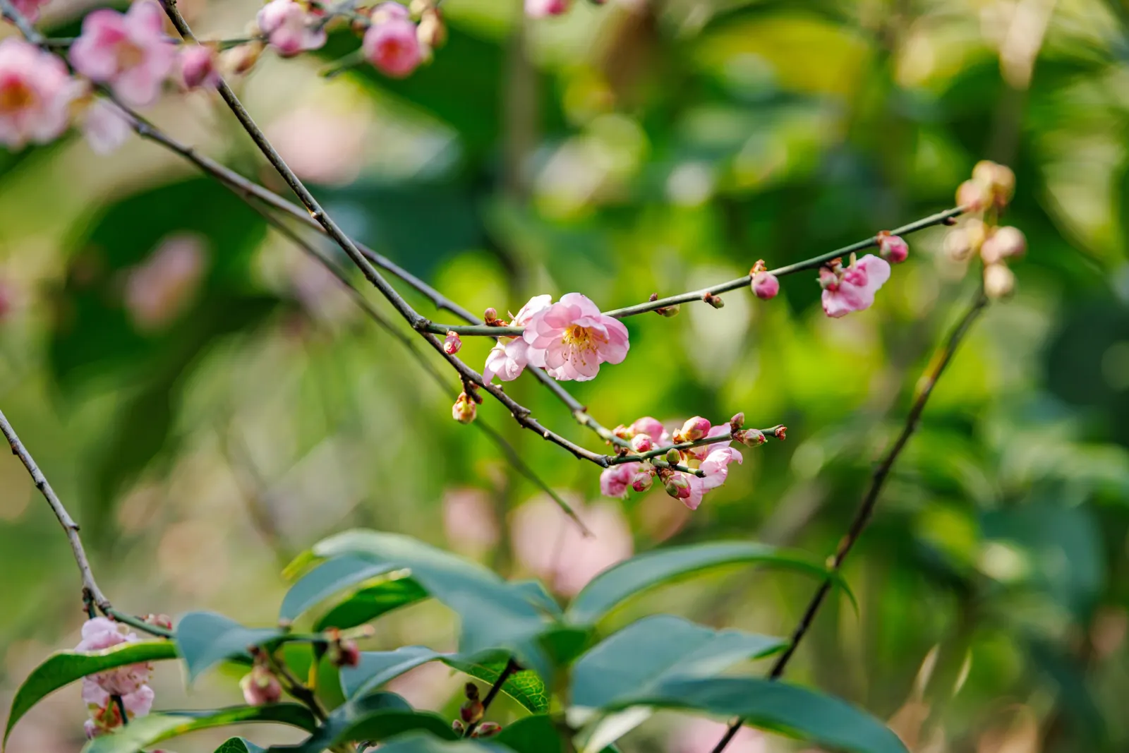 Japanese Apricot (Prunus Mume) — This ornamental tree prefers well-drained soil, full sun to partial shade, and is hardy in USDA zones 6-9, image 115