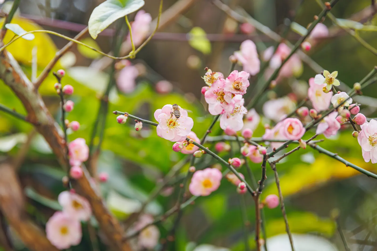 Japanese Apricot (Prunus Mume) — Prunus mume, or Japanese Apricot, is a deciduous tree cherished for its early spring blooms; each 0.75-1 inch in, image 45