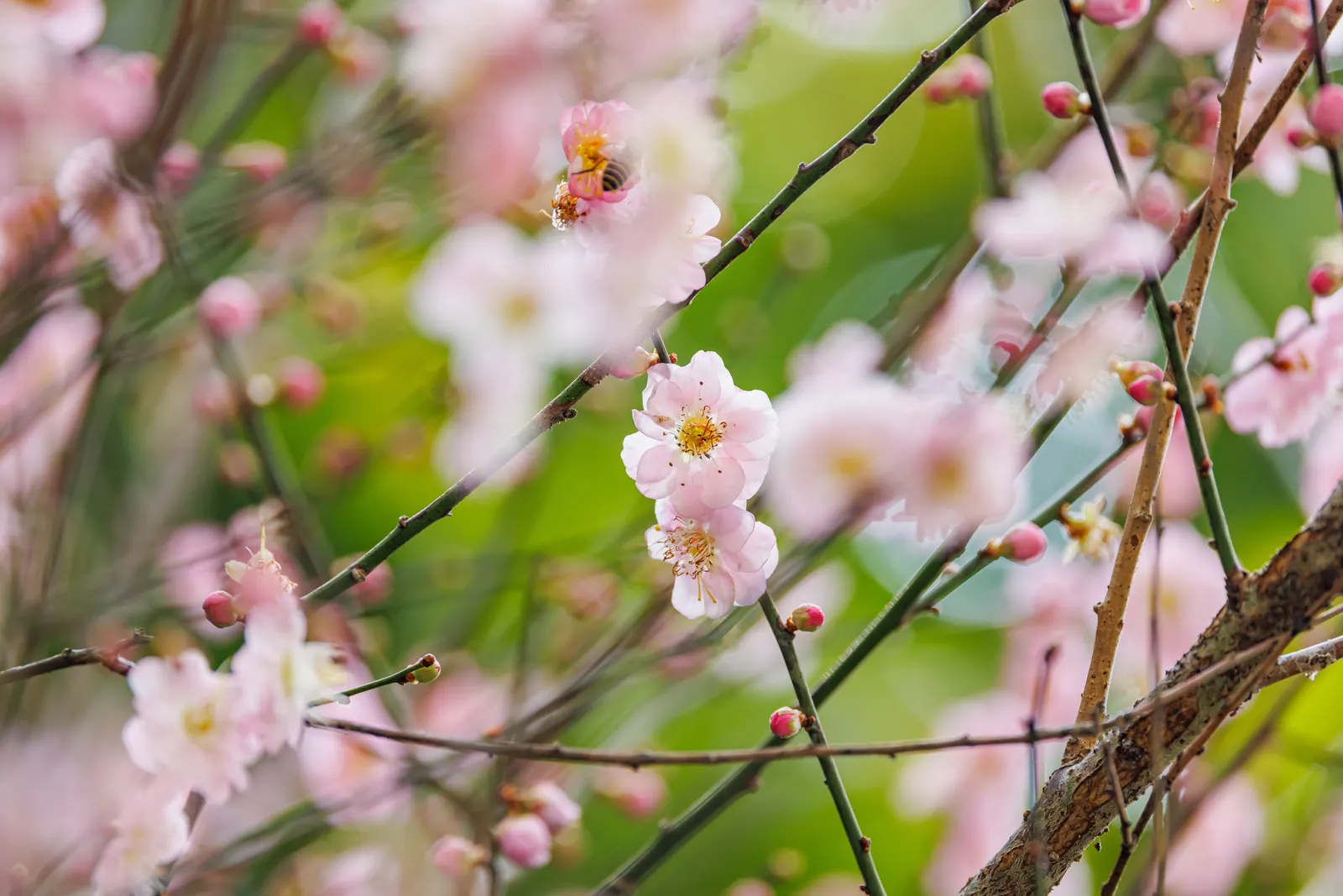 Japanese Apricot (Prunus Mume) — consider it as a focal point due to its striking floral display and elegant structure; multi-colored and pink and, image 85