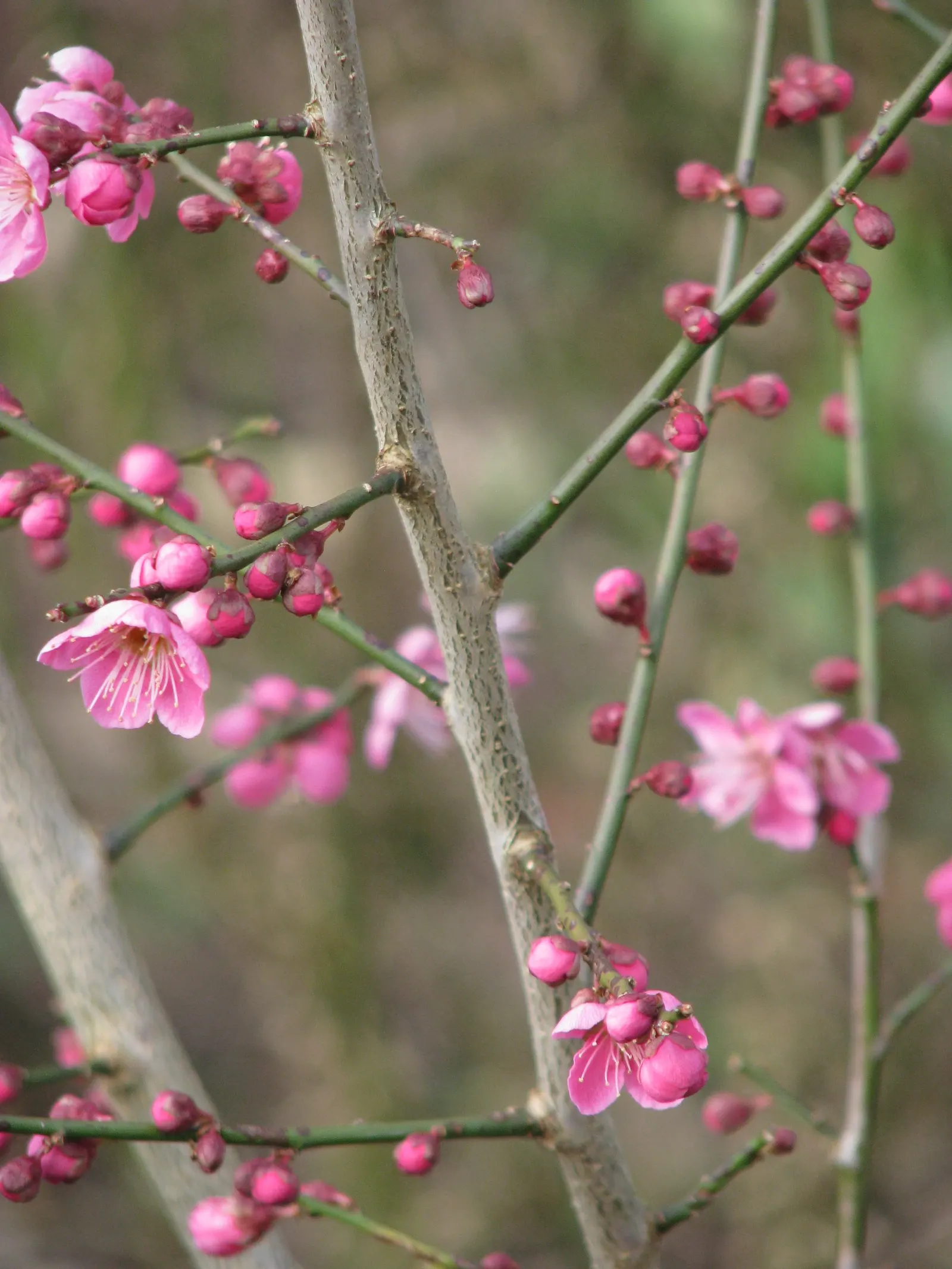 Japanese Apricot (Prunus Mume) — multi-colored and pink and red and white flowers in the garden; this ornamental tree prefers well-drained soil, image 86