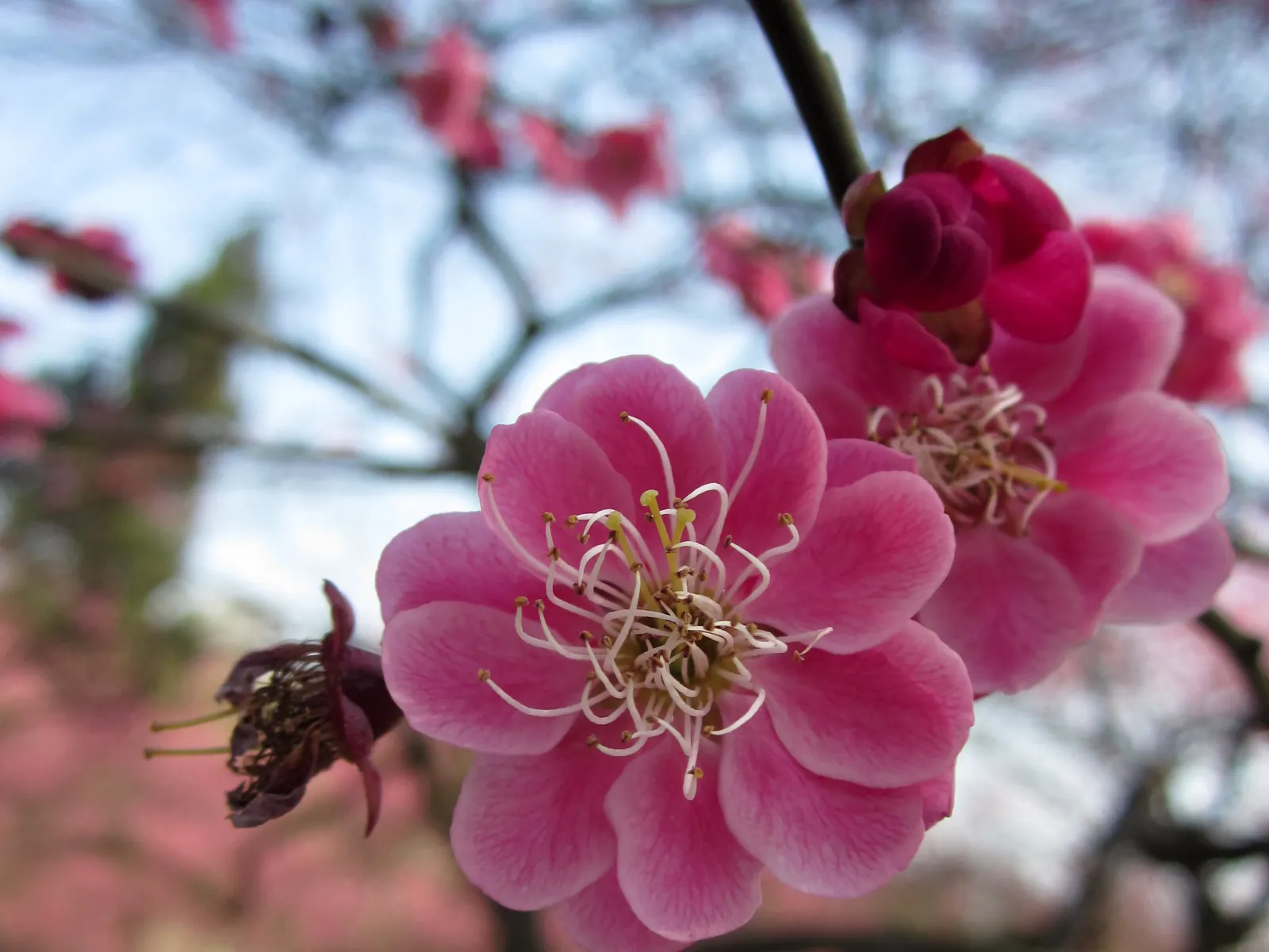 Japanese Apricot (Prunus Mume) — They sometimes emit a delicate almond scent; hailing from the family Rosaceae, image 80