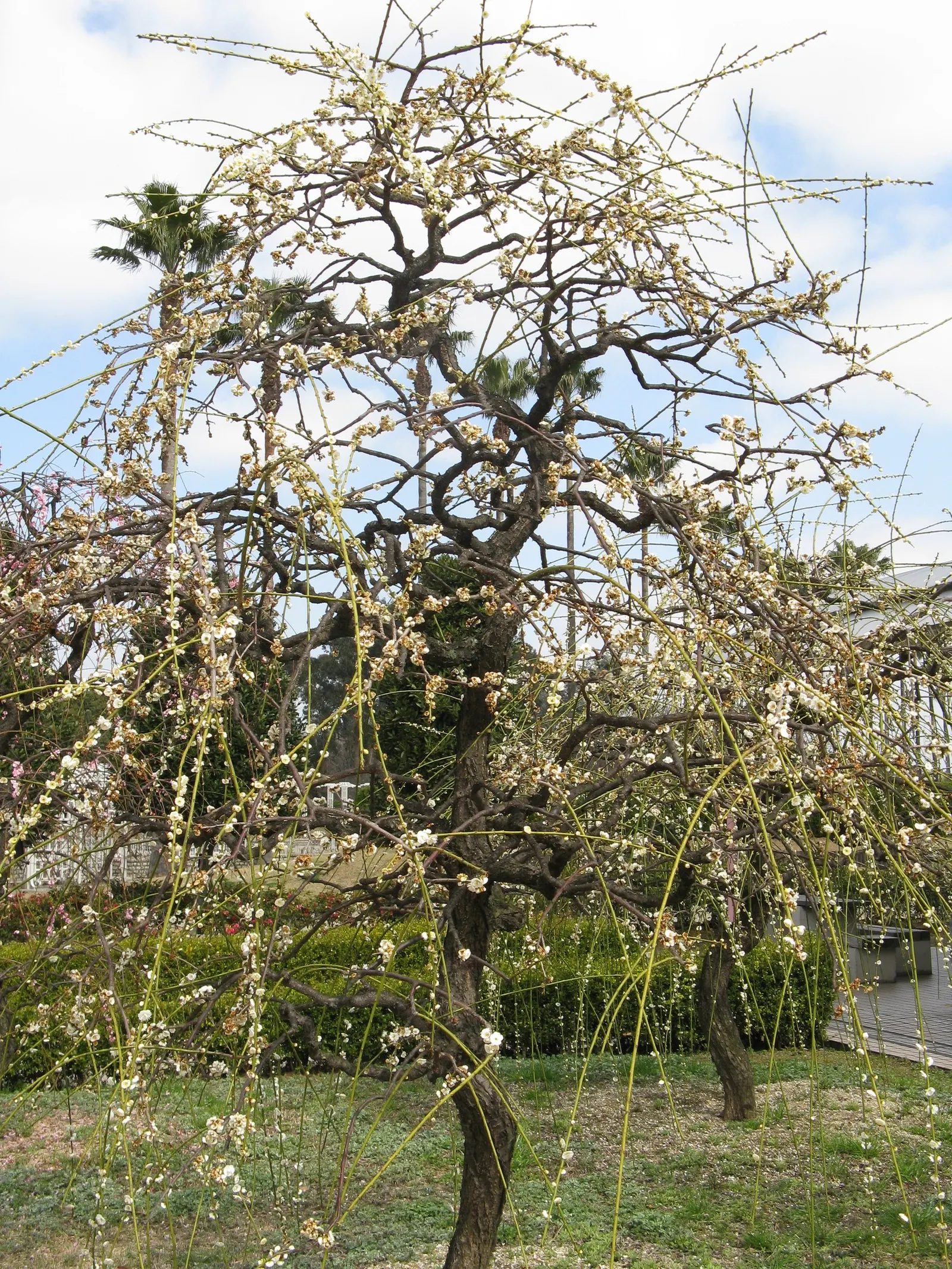 Japanese Apricot (Prunus Mume) — multi-colored and pink and red and white flowers in the garden; this ornamental tree prefers well-drained soil, image 130