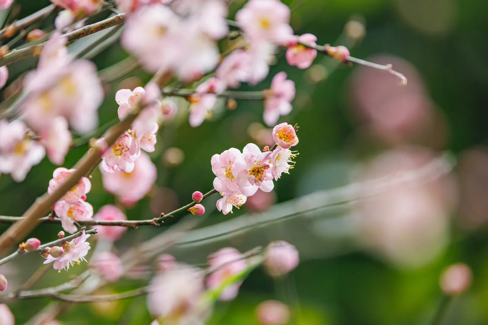 Japanese Apricot (Prunus Mume) — Typically measuring around 1 inch in diameter, the blossoms present in shades from white to deep pink; tree for, image 101
