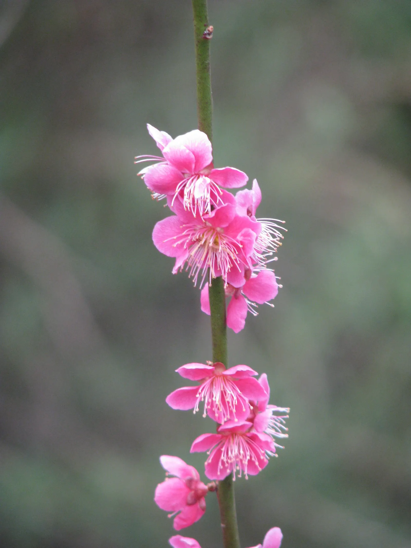 Japanese Apricot (Prunus Mume) — tree for full; consider it as a focal point due to its striking floral display and elegant structure, image 110