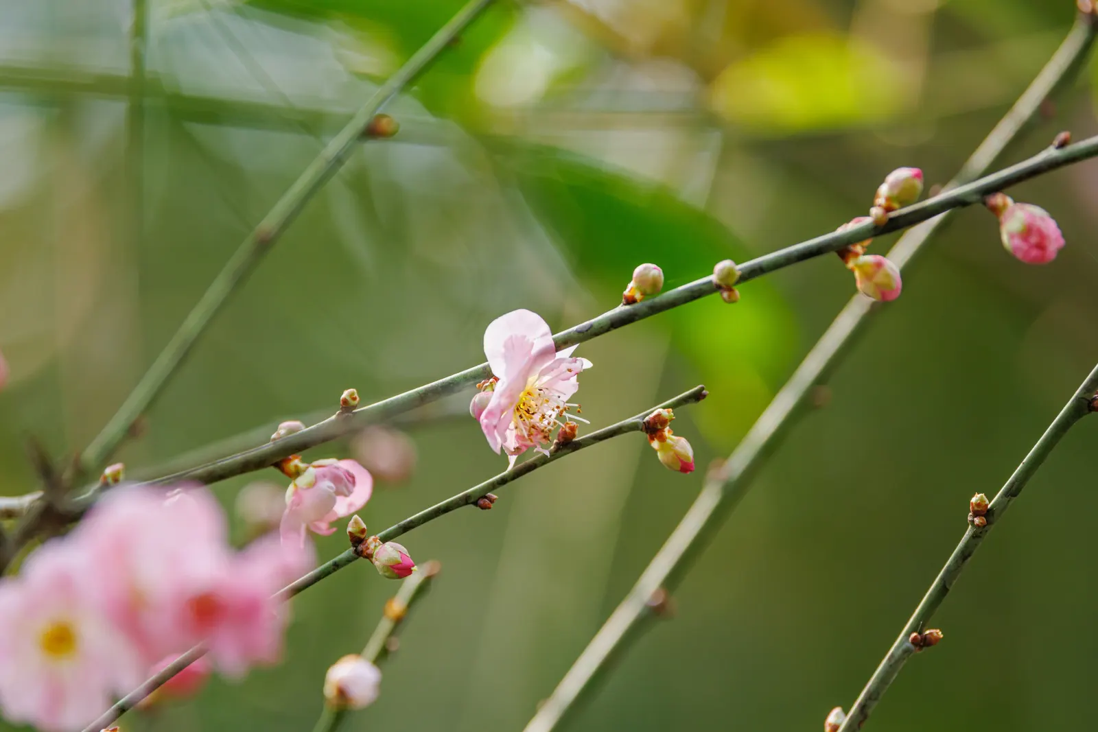 Japanese Apricot (Prunus Mume) — Typically reaching 15-20 feet high