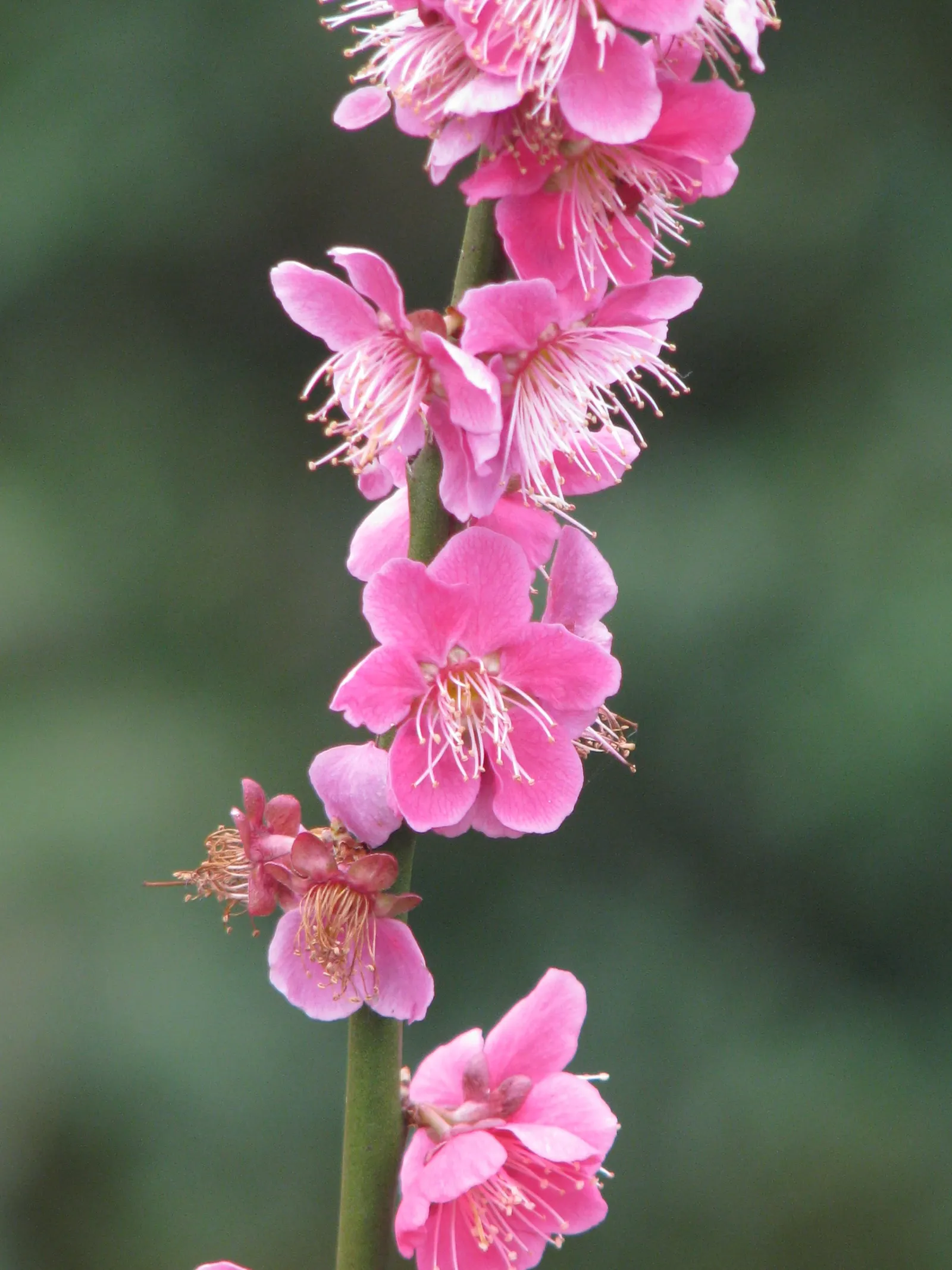Japanese Apricot (Prunus Mume) — Prunus mume, or Japanese Apricot, is a deciduous tree cherished for its early spring blooms; each 0.75-1 inch in, image 133
