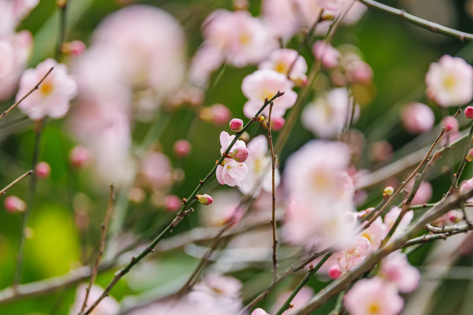 Japanese Apricot (Prunus Mume) — Typically reaching 15-20 feet high; which appear from late winter to early spring before the leaves, image 90