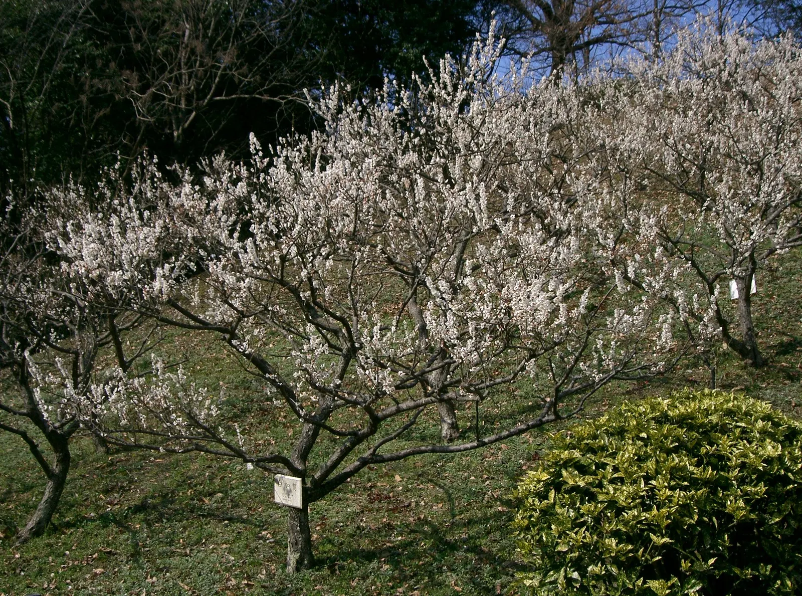 Japanese Apricot (Prunus Mume) — consider it as a focal point due to its striking floral display and elegant structure; multi-colored and pink and, image 129