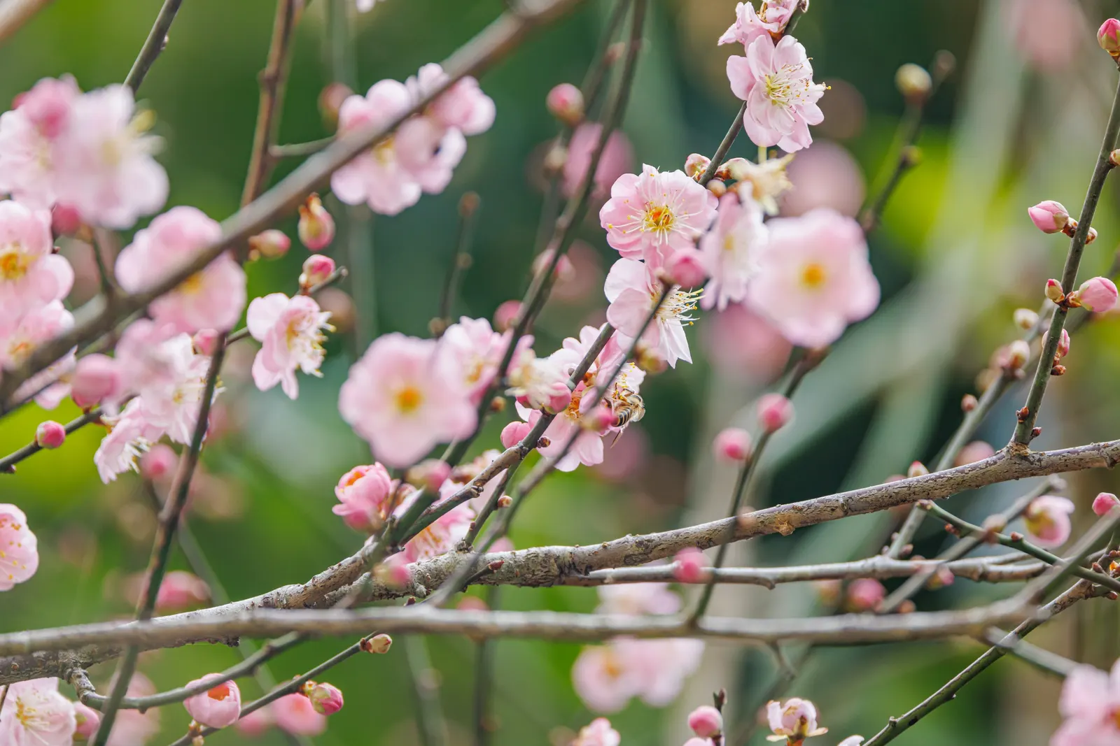 Japanese Apricot (Prunus Mume) — creating a fresh backdrop for other plantings.<br><br>Its flowers; prunus mume, or Japanese Apricot, is a deciduous tree